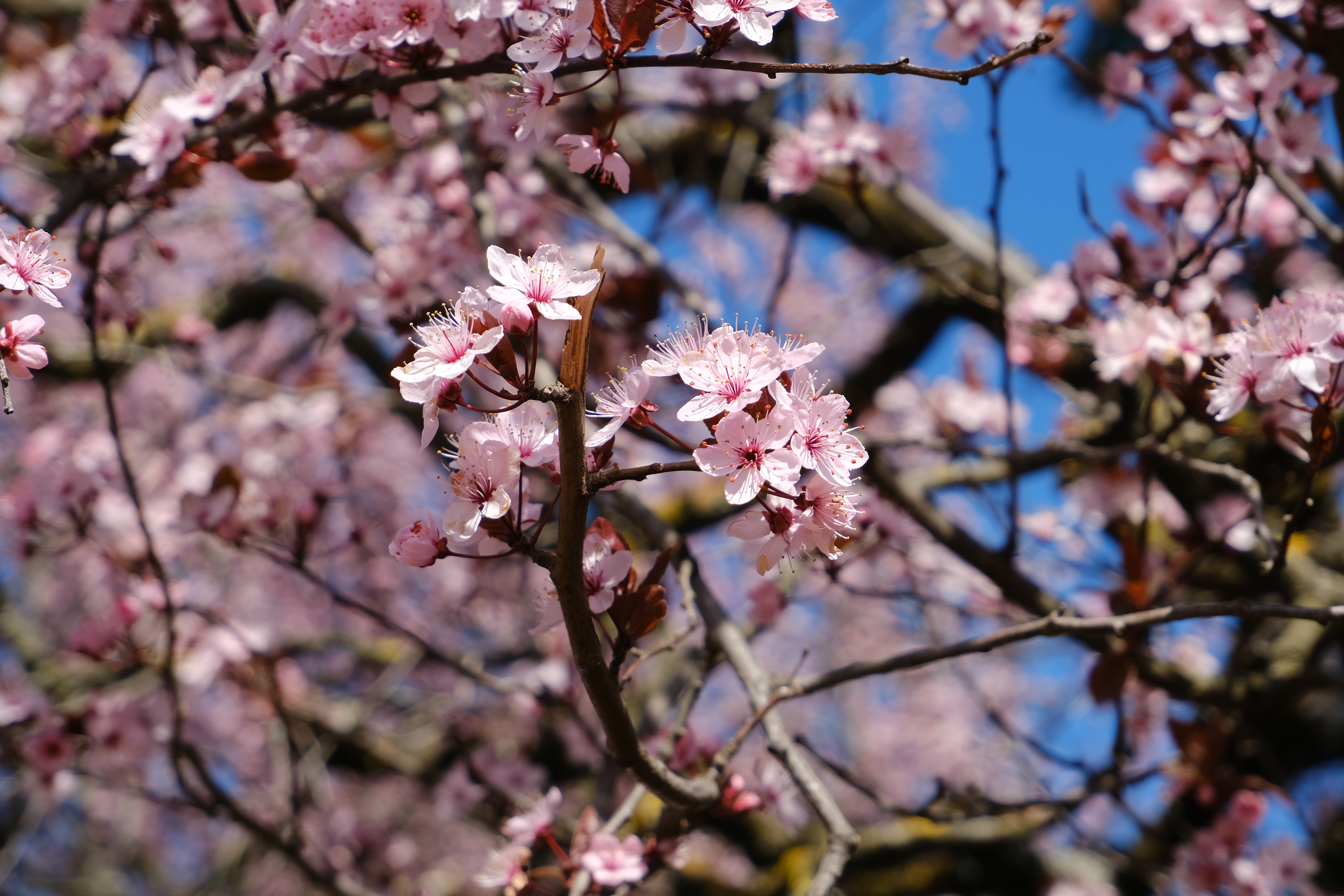 156794 descargar imagen rosado, cereza, flores, rosa, macro, pétalos, sucursales, ramas, primavera: fondos de pantalla y protectores de pantalla gratis