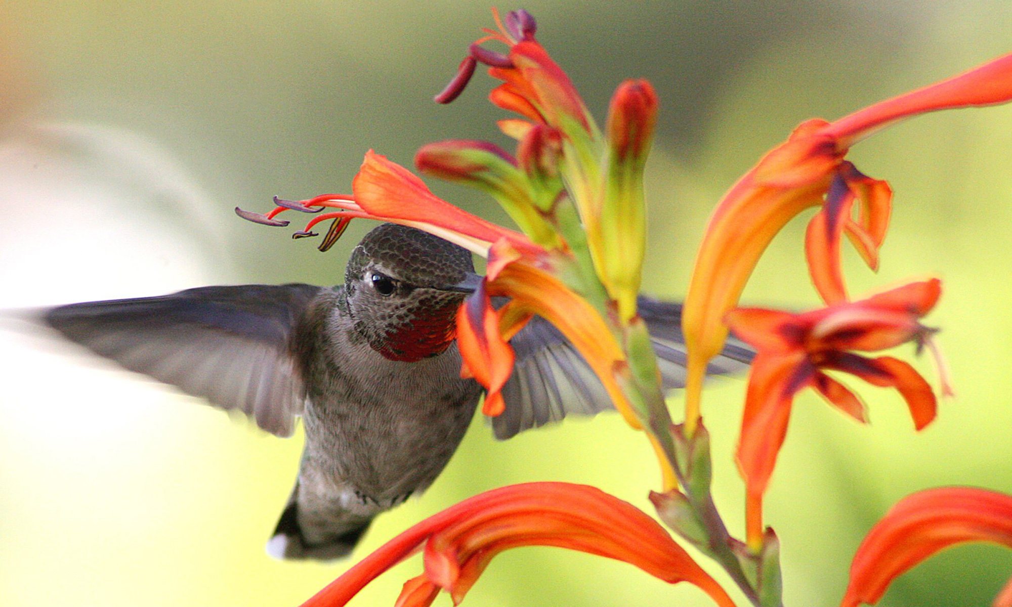 Download mobile wallpaper Hummingbird, Birds, Animal for free.