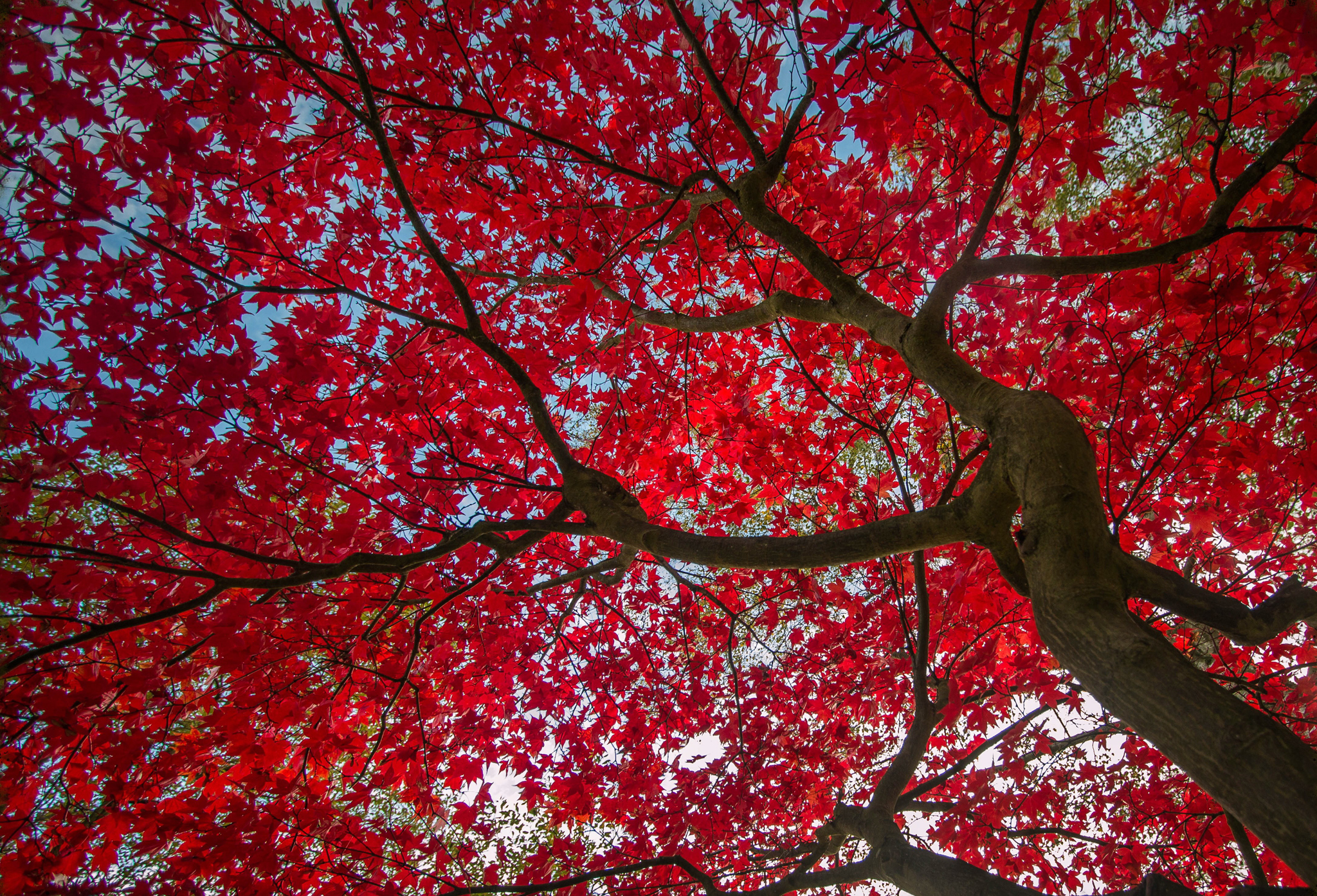 379926 скачать картинку осень, земля/природа, дерево, навес, листва, красный, деревья - обои и заставки бесплатно
