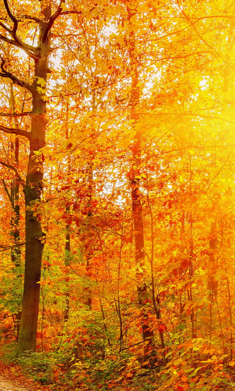 Скачать картинку Природа, Осень, Яркий, Дорога, Лес, Дерево, Дорожка, Падать, Солнечный Луч, Земля/природа в телефон бесплатно.