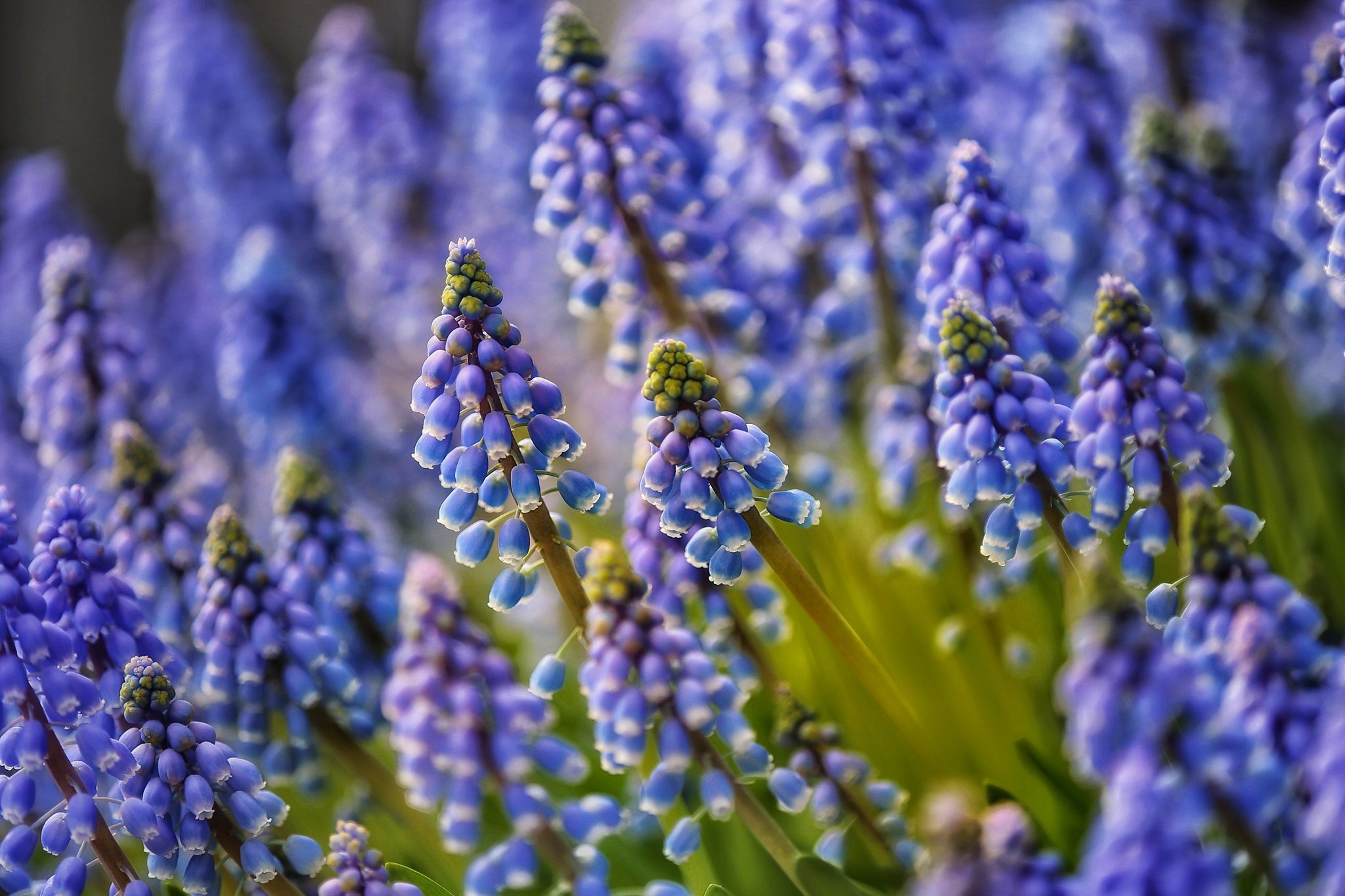 Download mobile wallpaper Flowers, Hyacinth, Earth, Blue Flower for free.