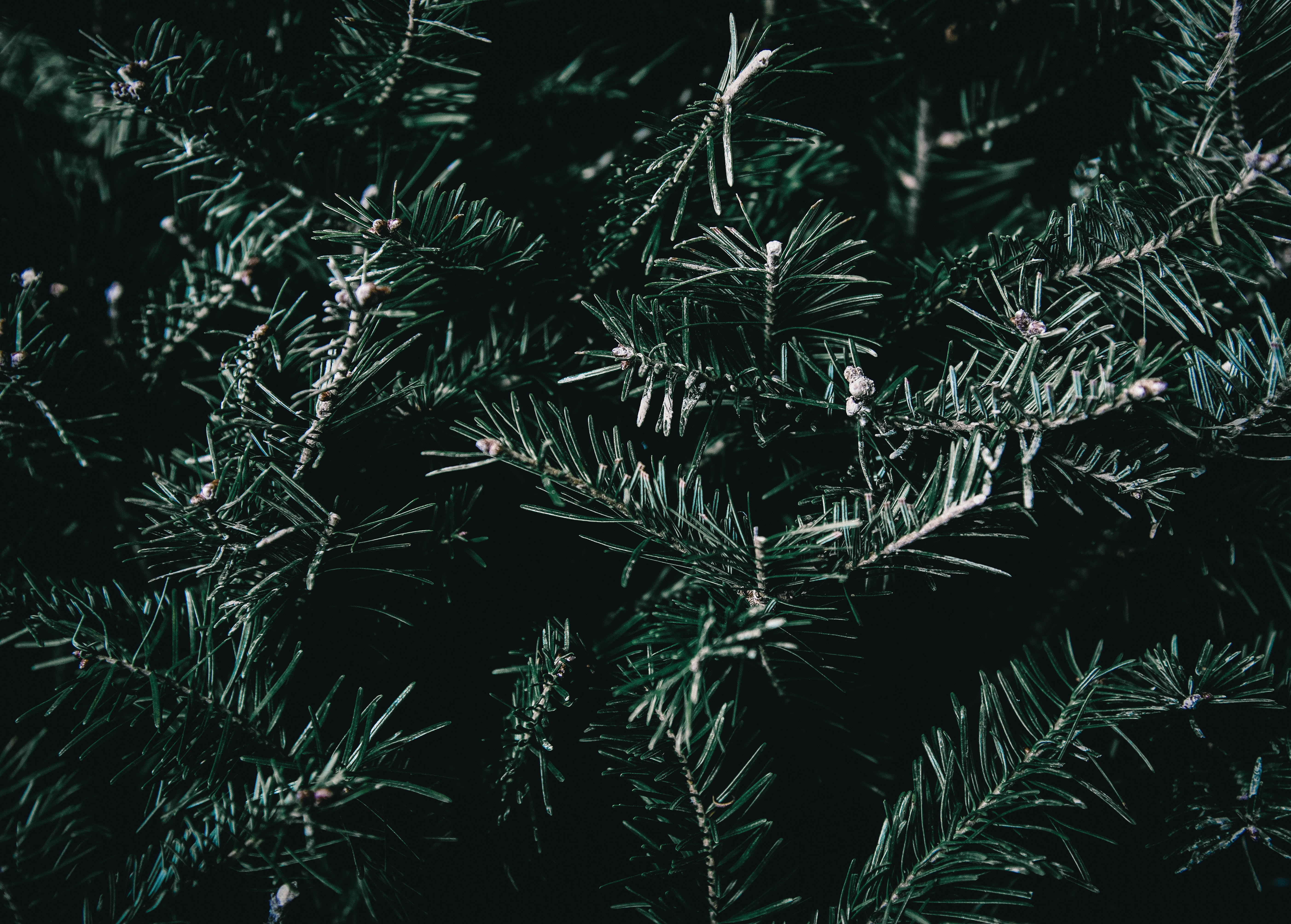 Download mobile wallpaper Spruce, Fir, Prickles, Branches, Thorns, Nature for free.