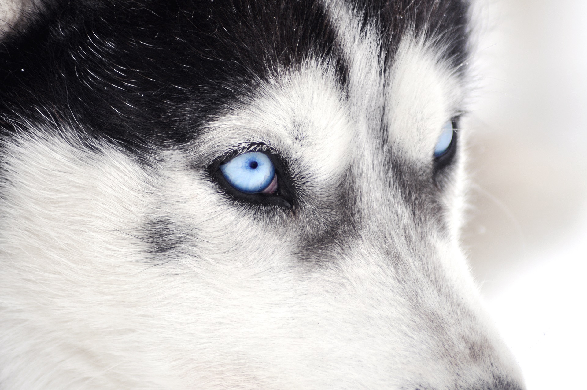 Download mobile wallpaper Dogs, Dog, Close Up, Animal, Eye, Siberian Husky for free.