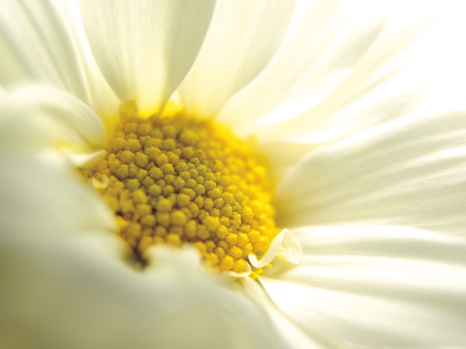 Free download wallpaper Macro, Petals, Chamomile, Close Up, Camomile on your PC desktop
