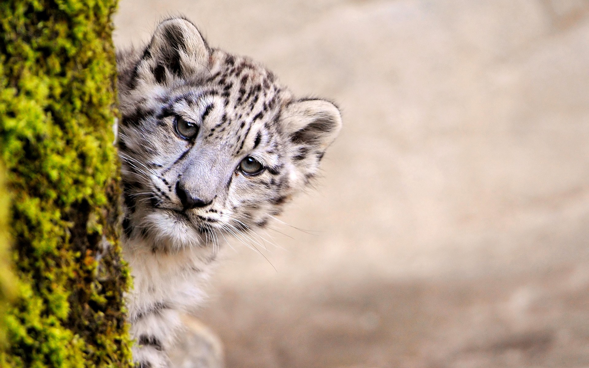 Download mobile wallpaper Snow Leopard, Animal, Cute for free.