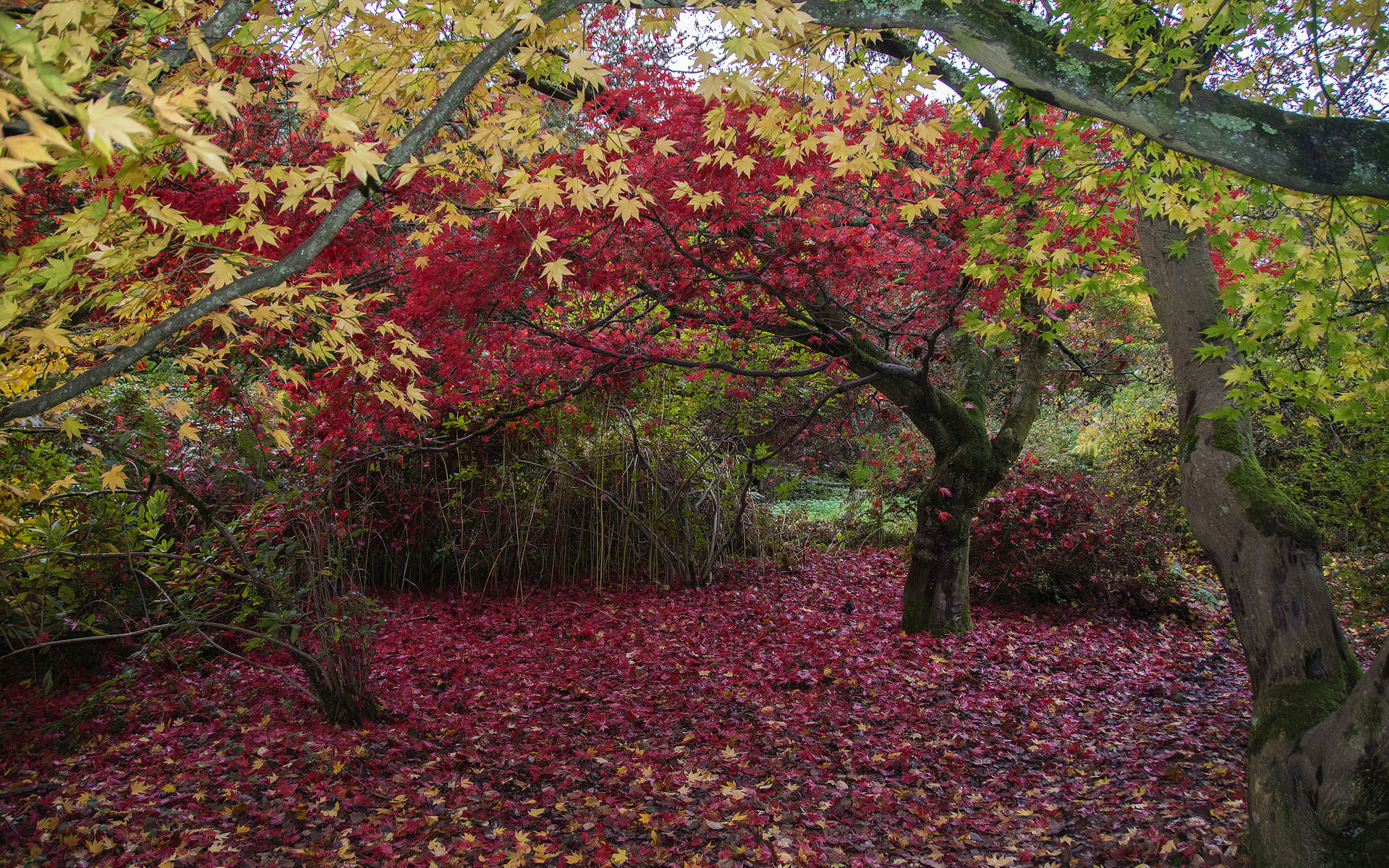 Descarga gratuita de fondo de pantalla para móvil de Otoño, Tierra/naturaleza.