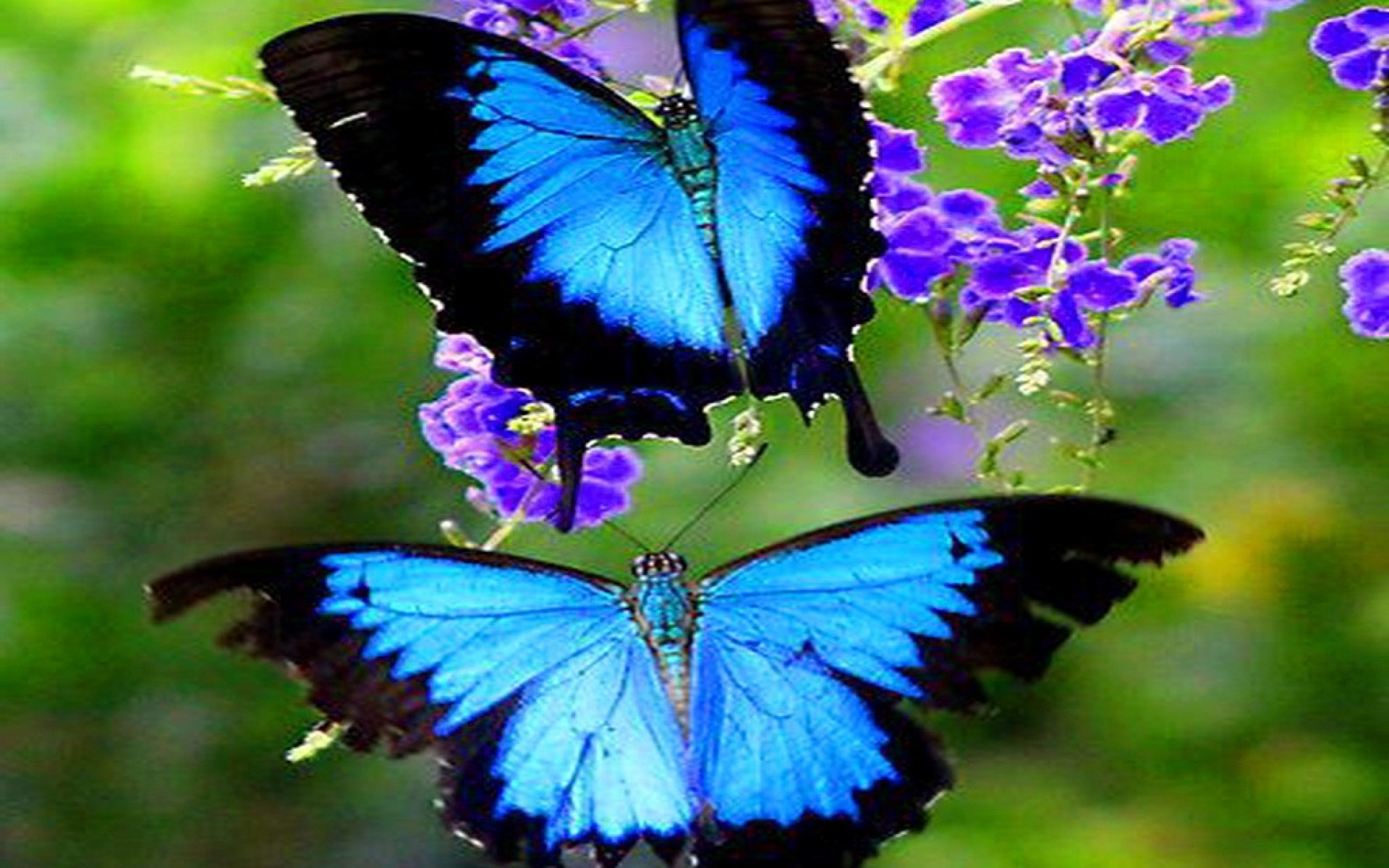 Free download wallpaper Butterfly, Animal on your PC desktop