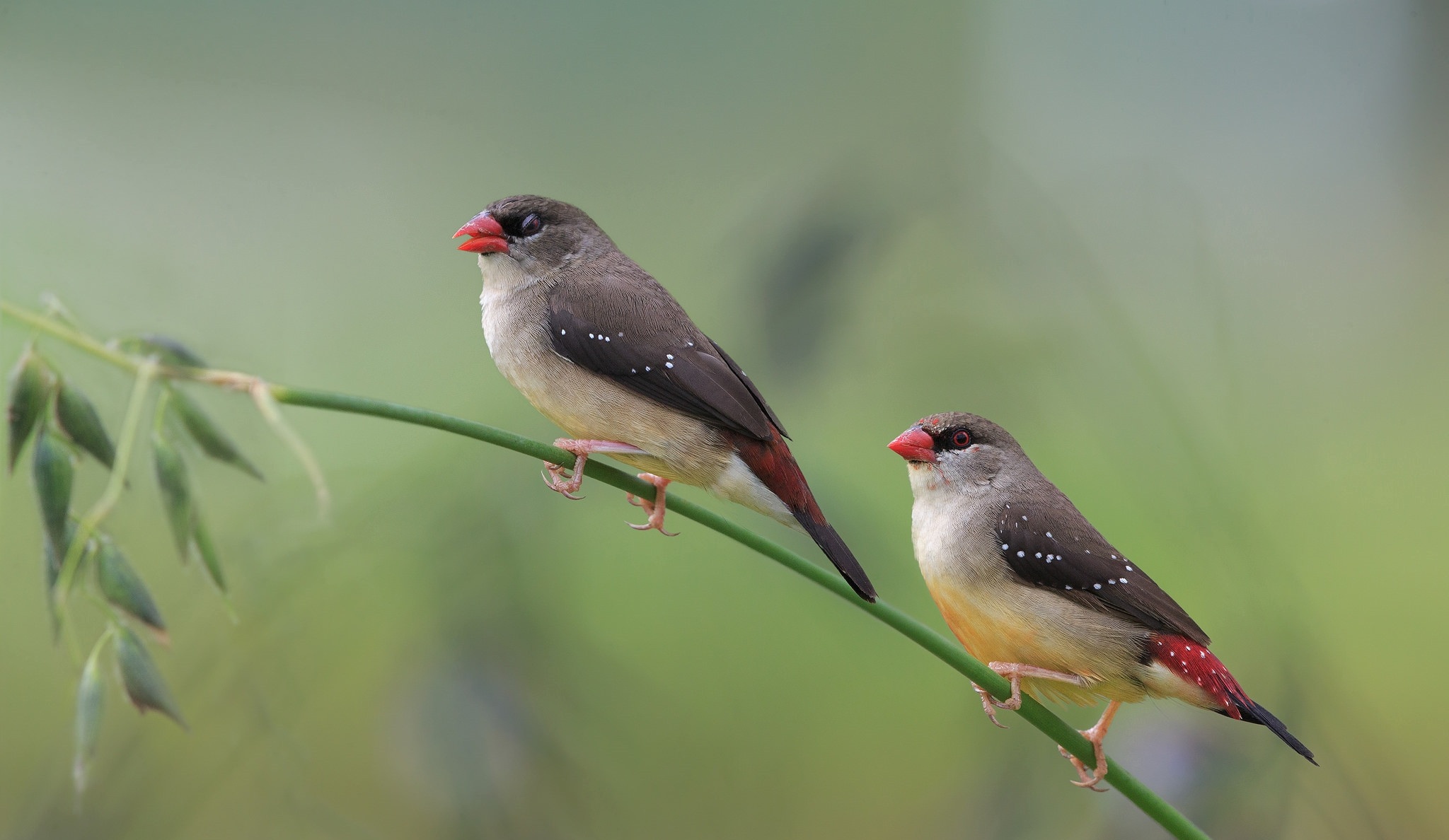 Free download wallpaper Birds, Animal, Finch, Red Avadavat on your PC desktop