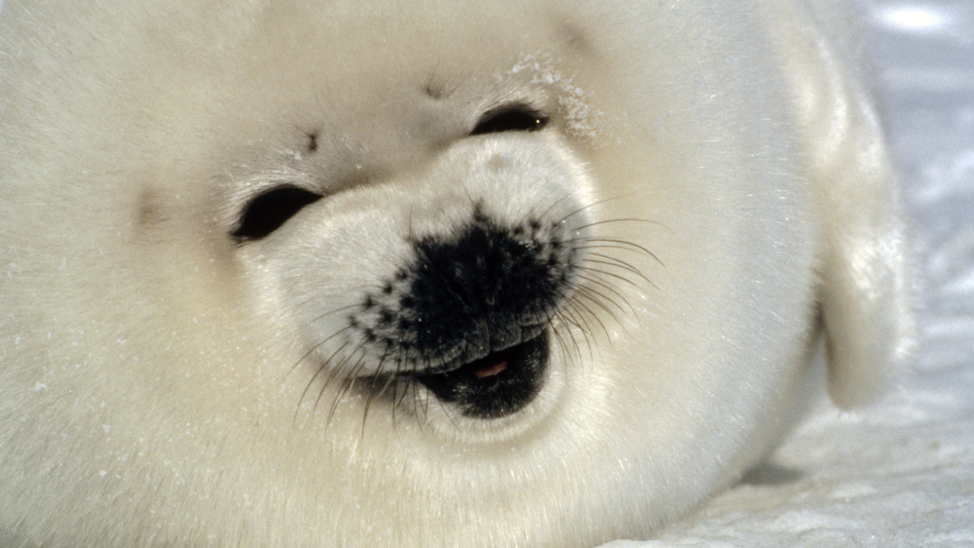 311167 descargar imagen animales, foca, focas: fondos de pantalla y protectores de pantalla gratis
