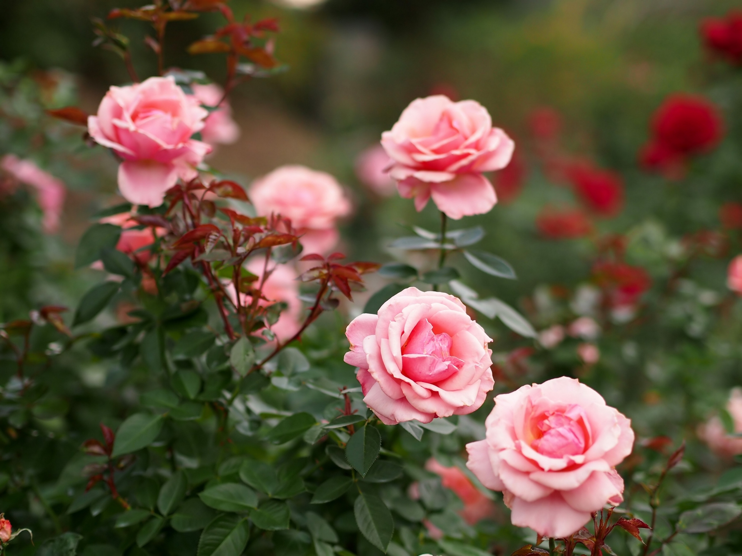 Free download wallpaper Flowers, Roses, Petals, Pink on your PC desktop