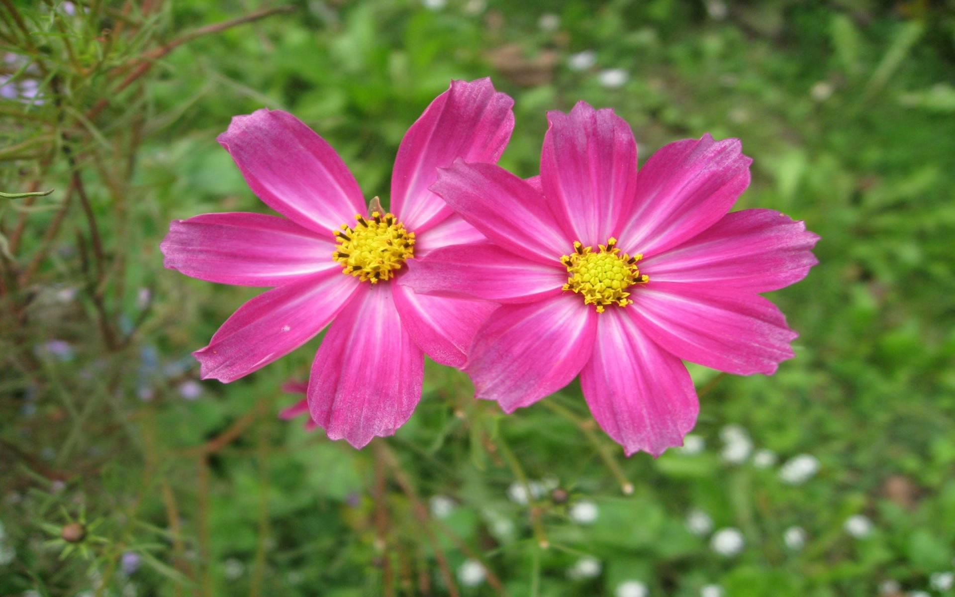 Laden Sie das Blume, Erde/natur, Pinke Blume, Kosmeen-Bild kostenlos auf Ihren PC-Desktop herunter