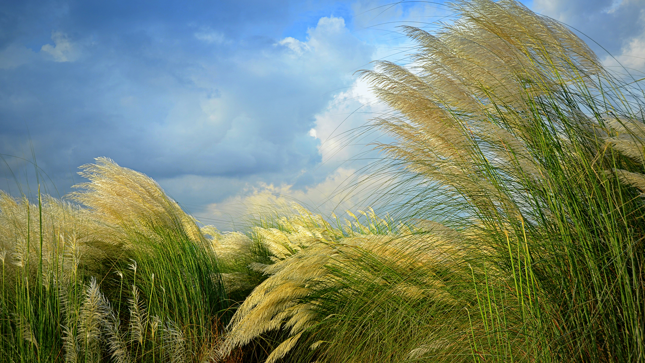 earth, grass, wind