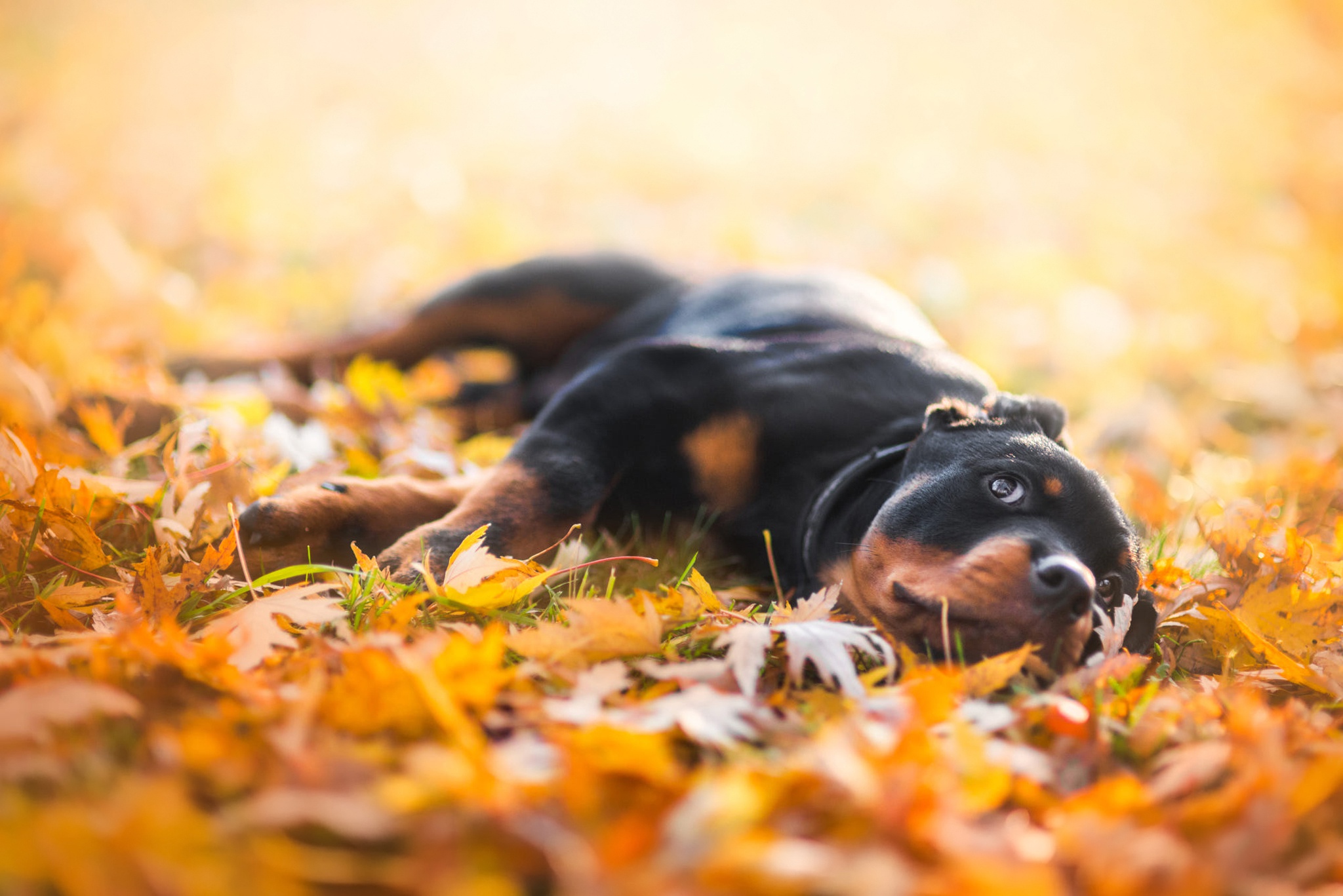 Download mobile wallpaper Dogs, Dog, Leaf, Animal, Rottweiler for free.