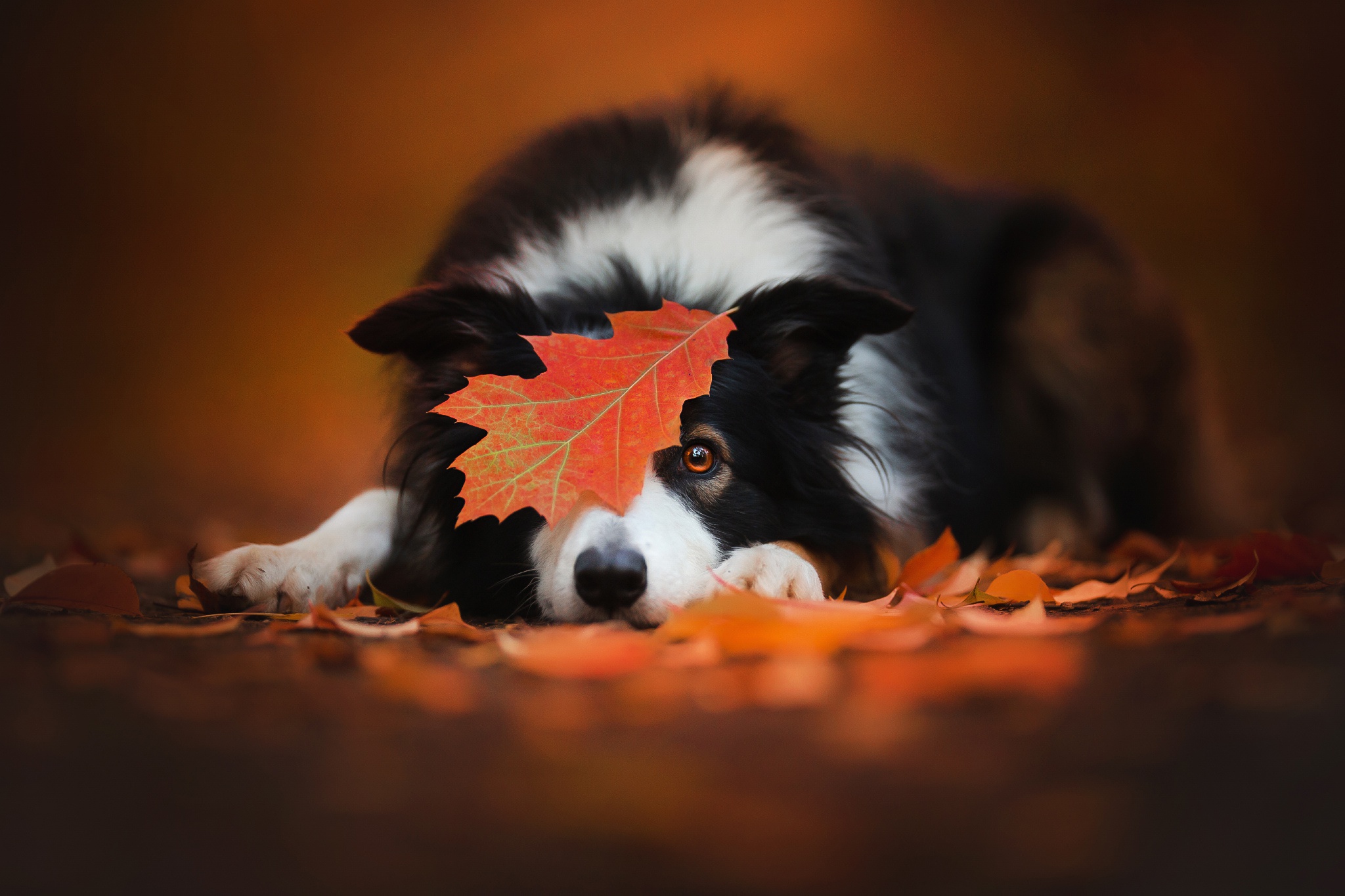 無料モバイル壁紙動物, 秋, 葉, 犬, ボーダーコリーをダウンロードします。