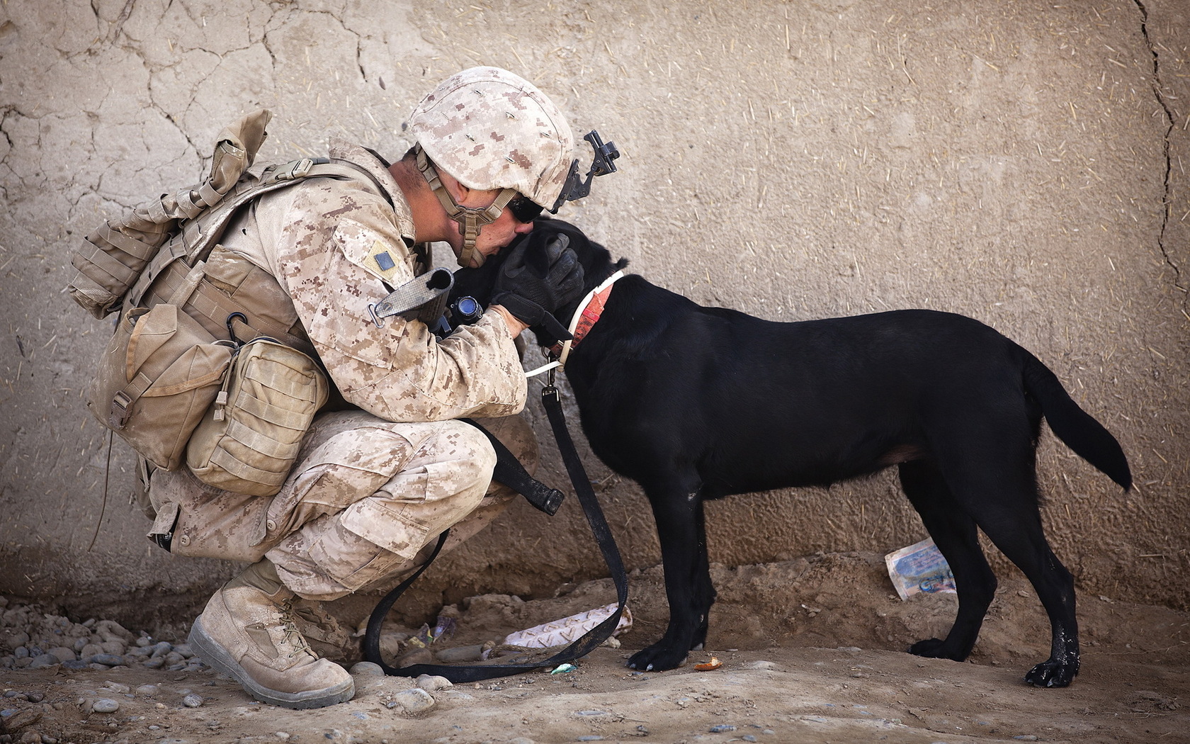 Descarga gratuita de fondo de pantalla para móvil de Perros, Perro, Animales.