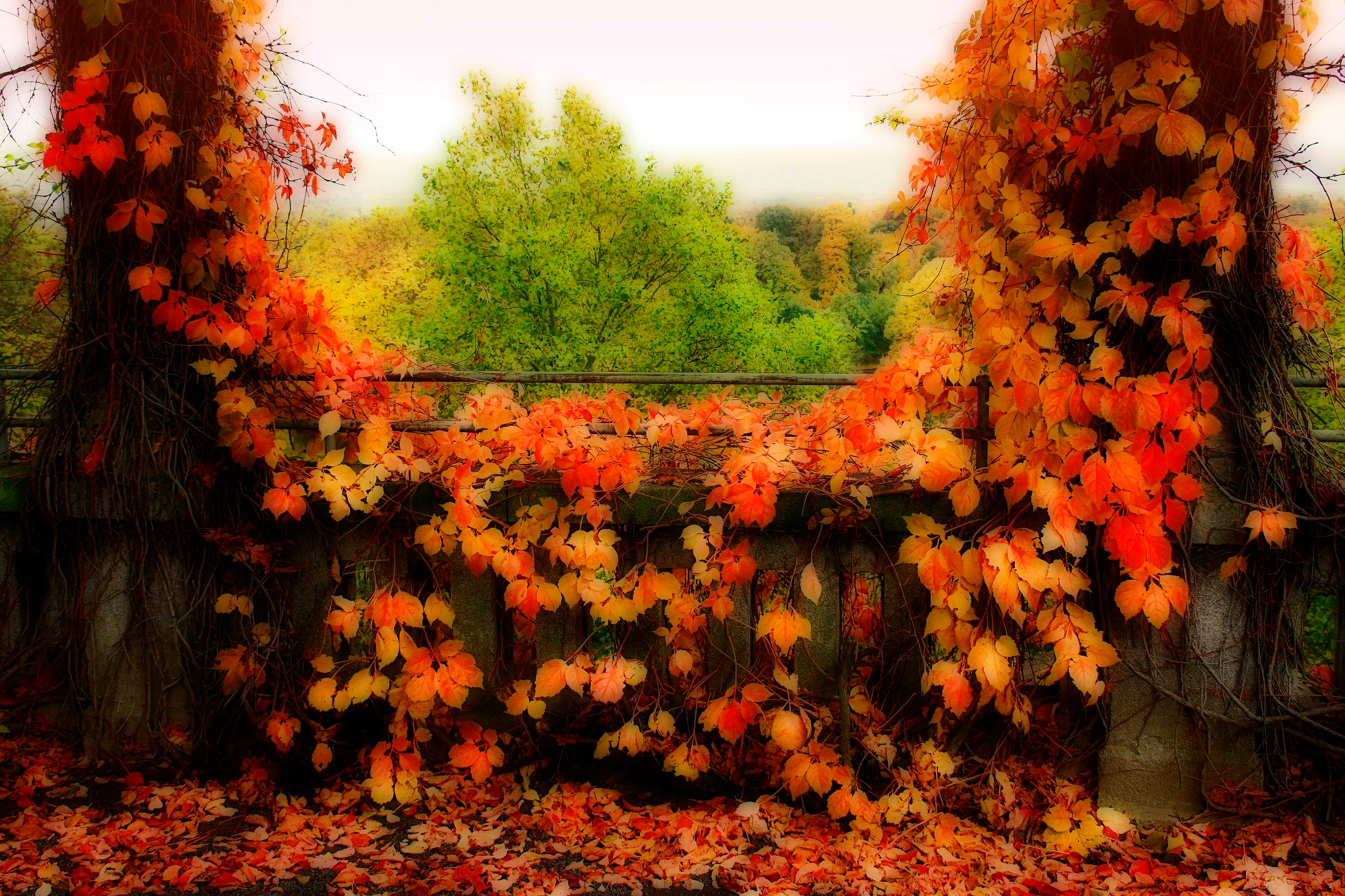 Laden Sie das Herbst, Blatt, Erde/natur, Orange Farbe)-Bild kostenlos auf Ihren PC-Desktop herunter