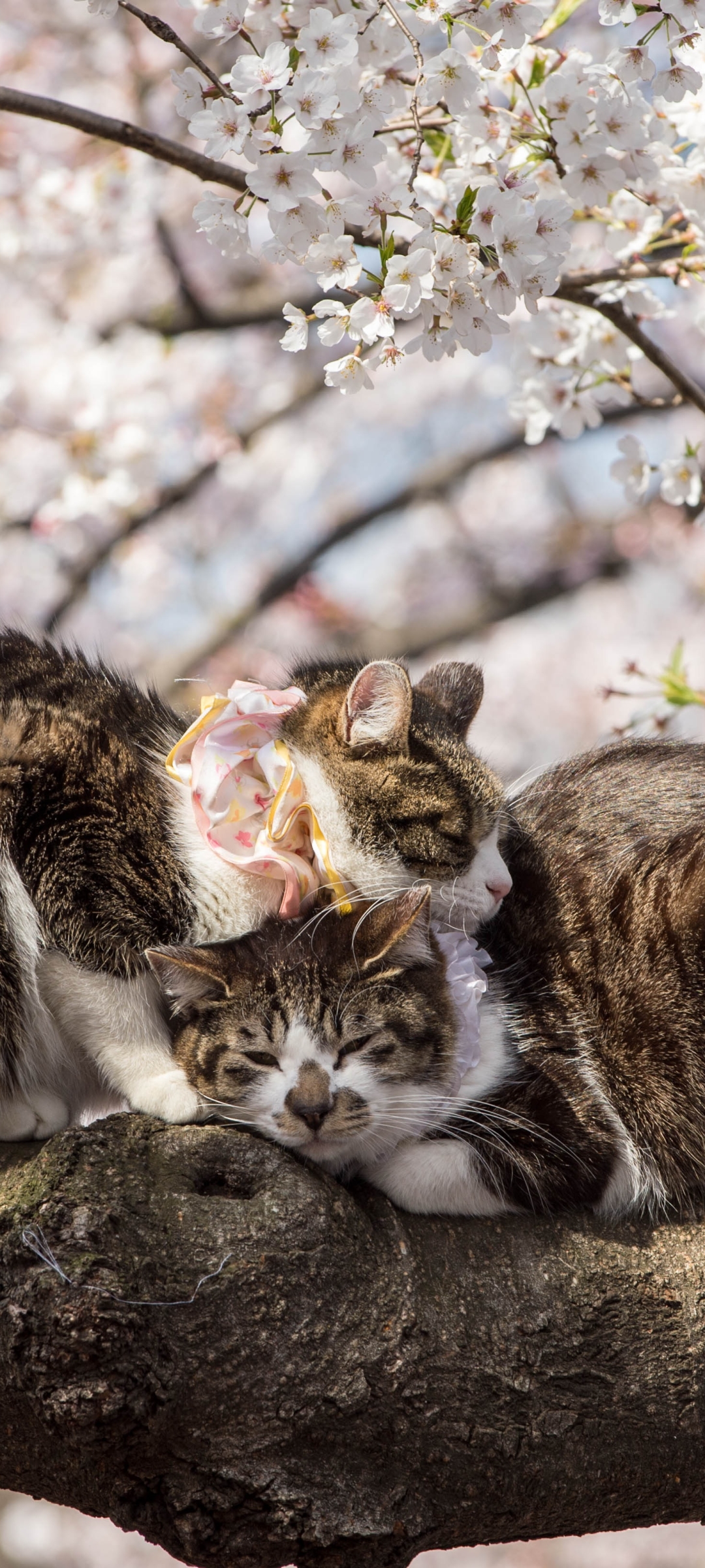 無料モバイル壁紙動物, ネコ, 猫, 睡眠, 可愛い, 抱きしめるをダウンロードします。
