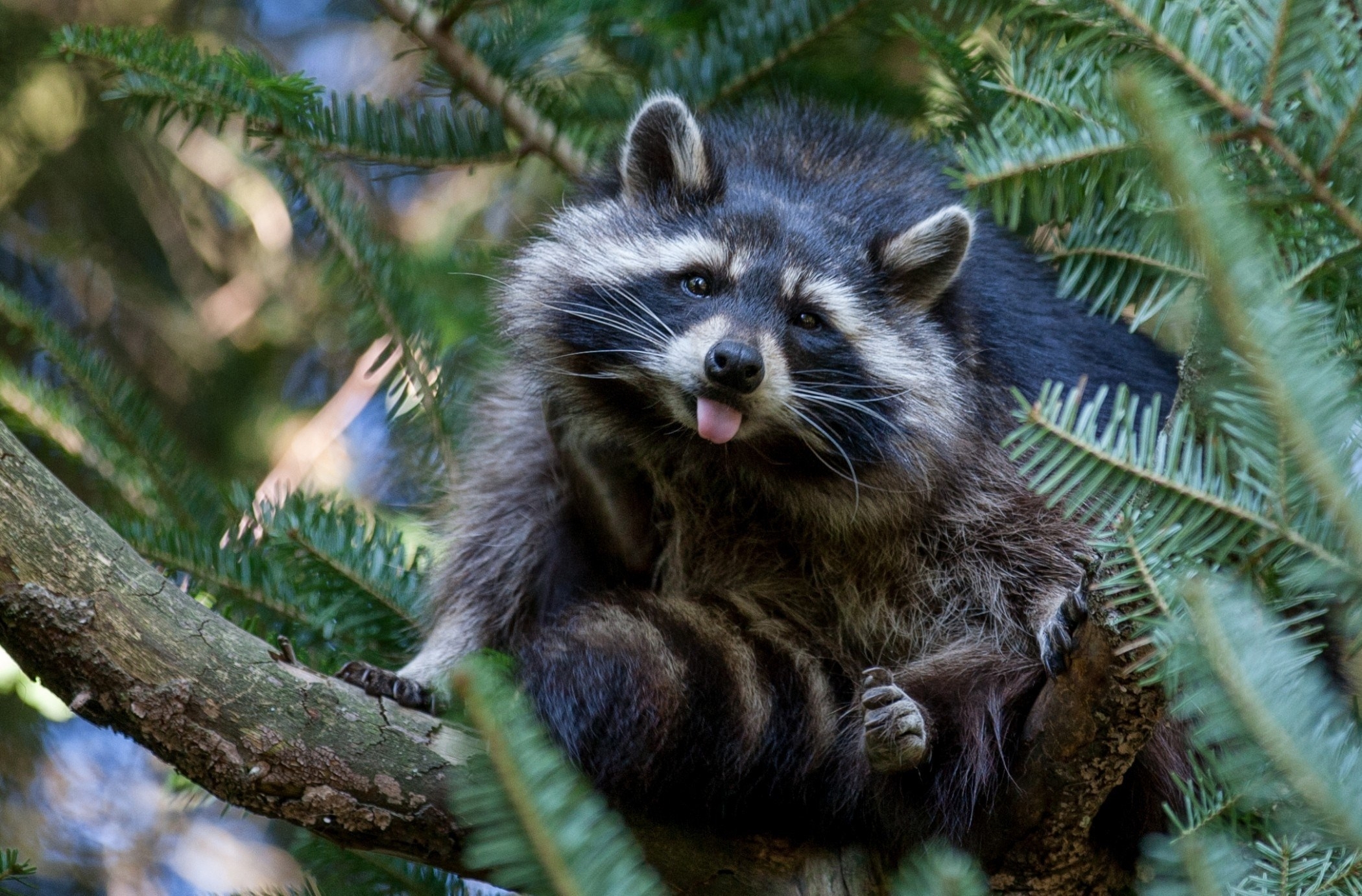 raccoon, animals, wood, nature, tree