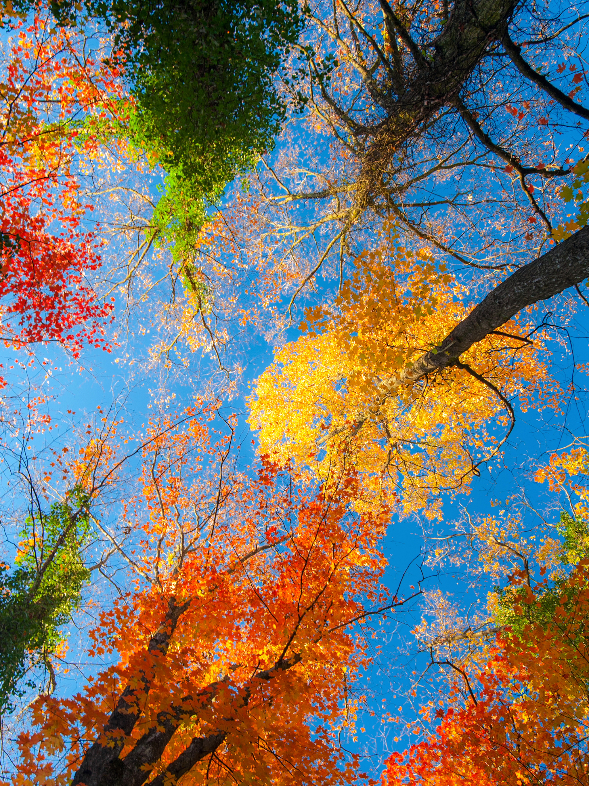 Baixar papel de parede para celular de Natureza, Outono, Árvore, Terra/natureza, Copa Das Árvores gratuito.