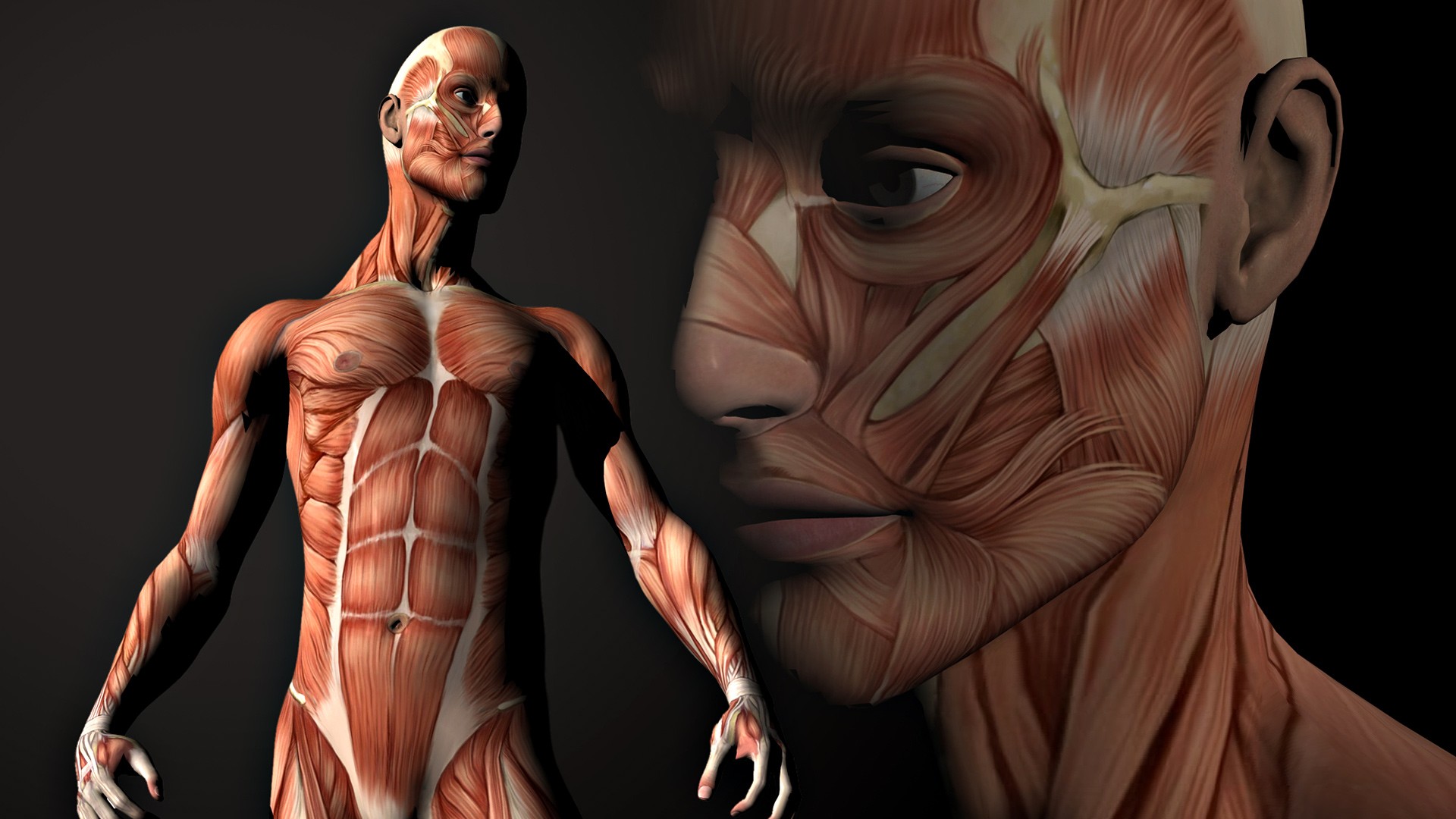 Free download wallpaper Artistic, Anatomy on your PC desktop