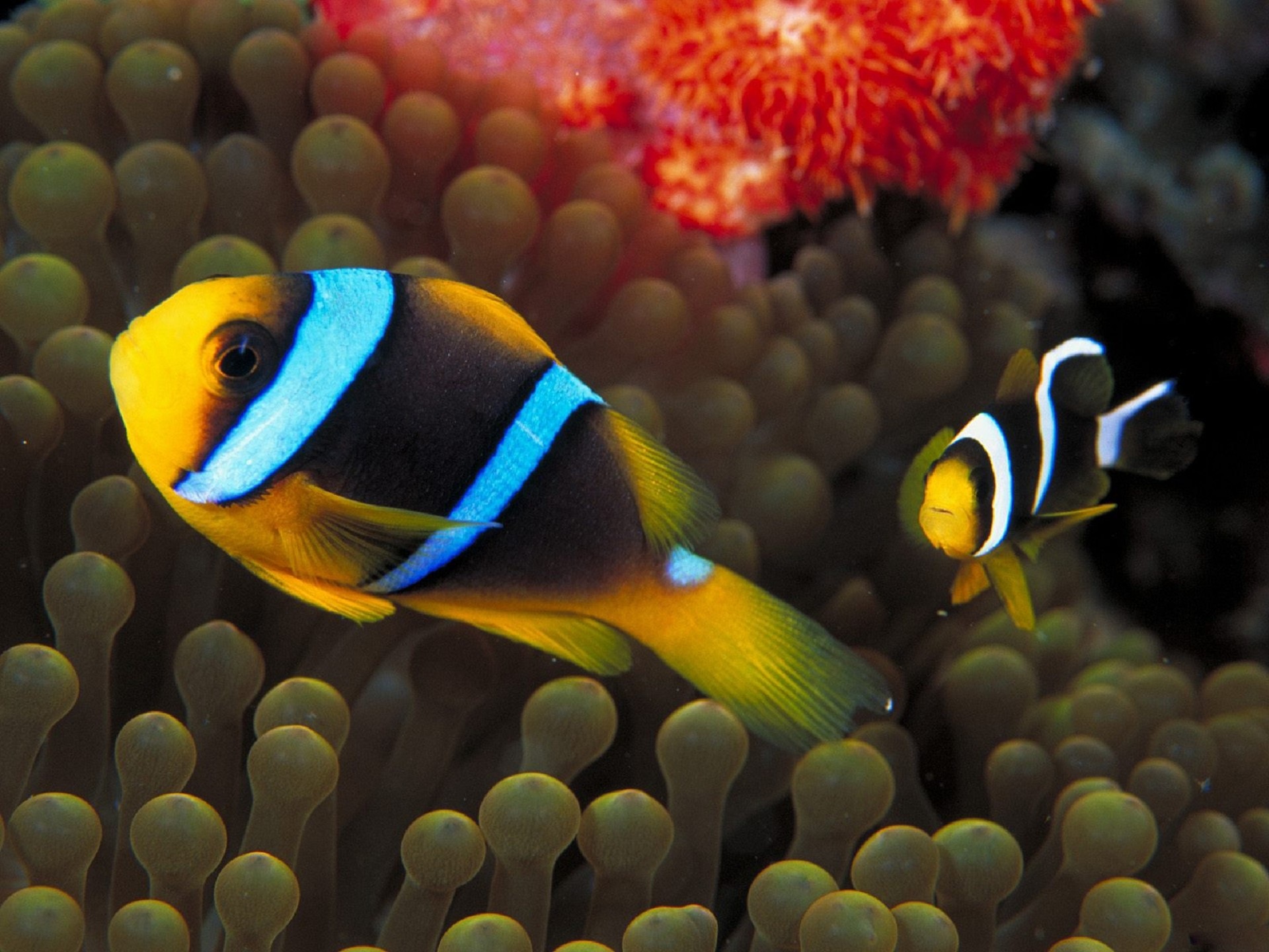 Download mobile wallpaper Sebae Clownfish, Clownfish, Fishes, Fish, Animal for free.