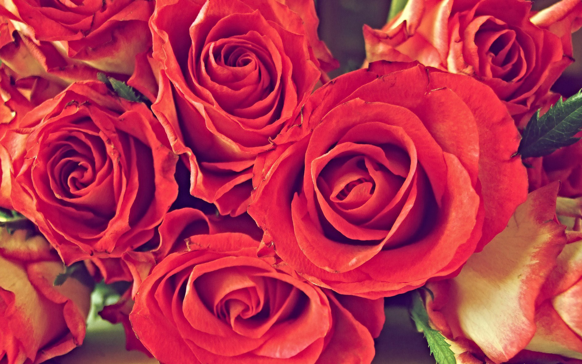 Free download wallpaper Flowers, Rose, Earth on your PC desktop