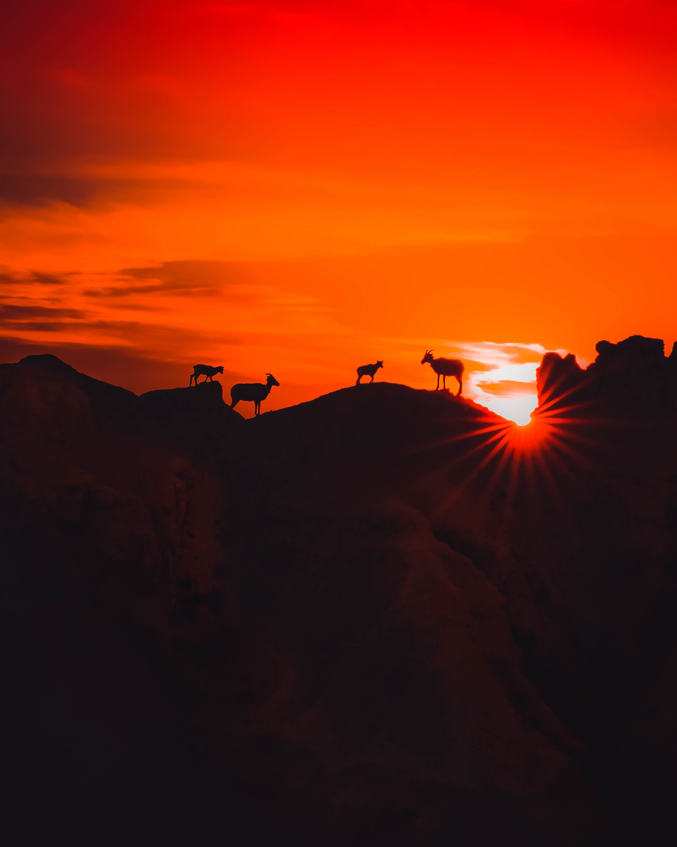 Download mobile wallpaper Animals, Mountains, Nature, Sunset, Silhouettes, Dark for free.