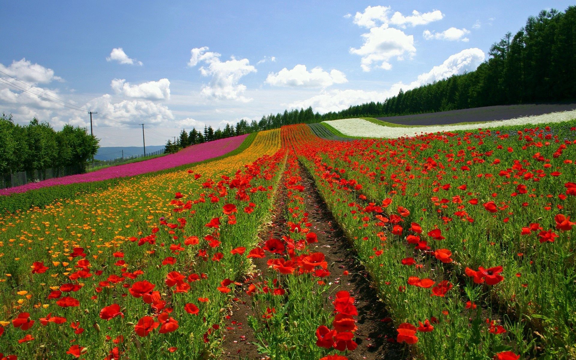 nature, flowers, poppies, field, japan, rows, ranks