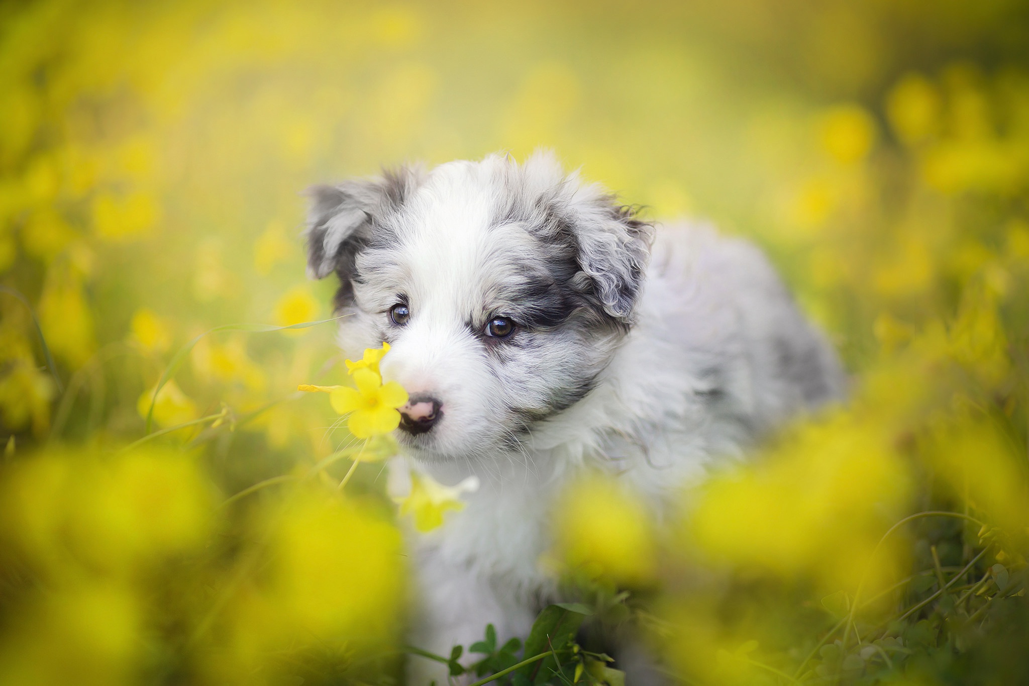 Download mobile wallpaper Dogs, Dog, Blur, Animal, Puppy, Border Collie, Yellow Flower, Baby Animal for free.