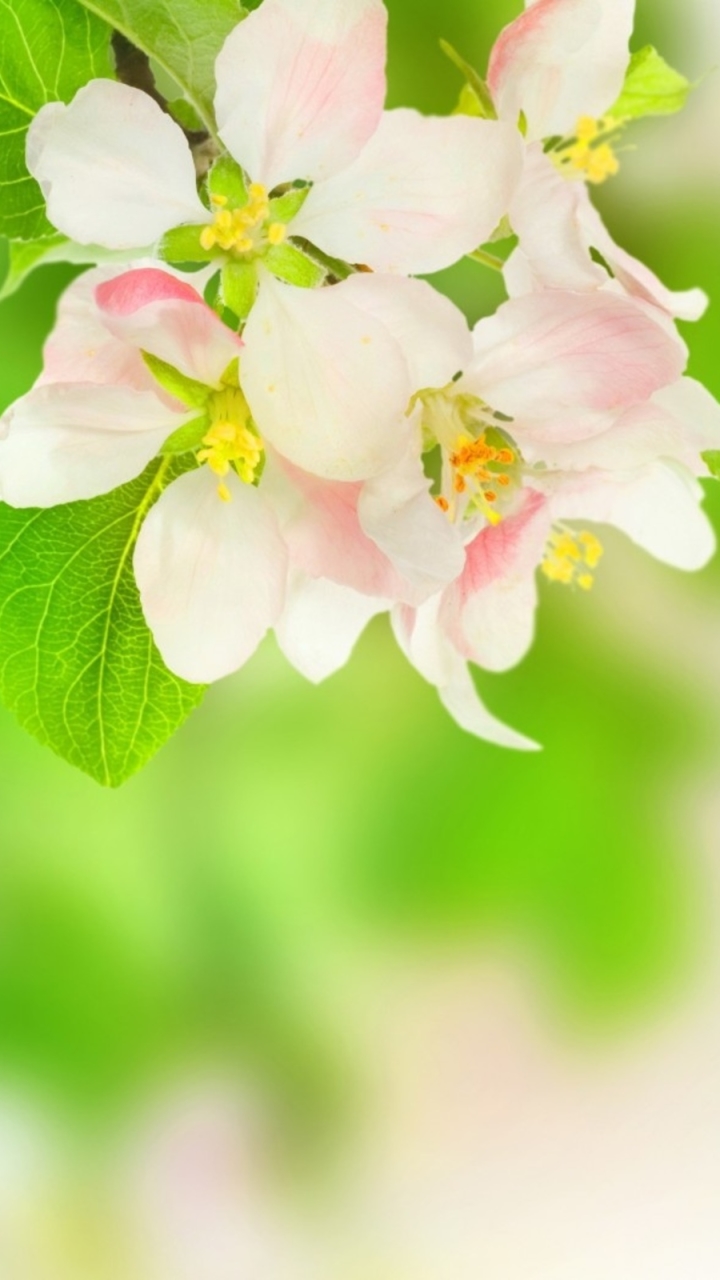 Download mobile wallpaper Flowers, Earth, Blossom for free.