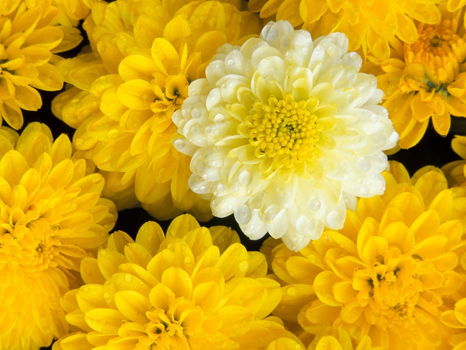 Download mobile wallpaper Flowers, Flower, Earth, Dahlia, Yellow Flower for free.