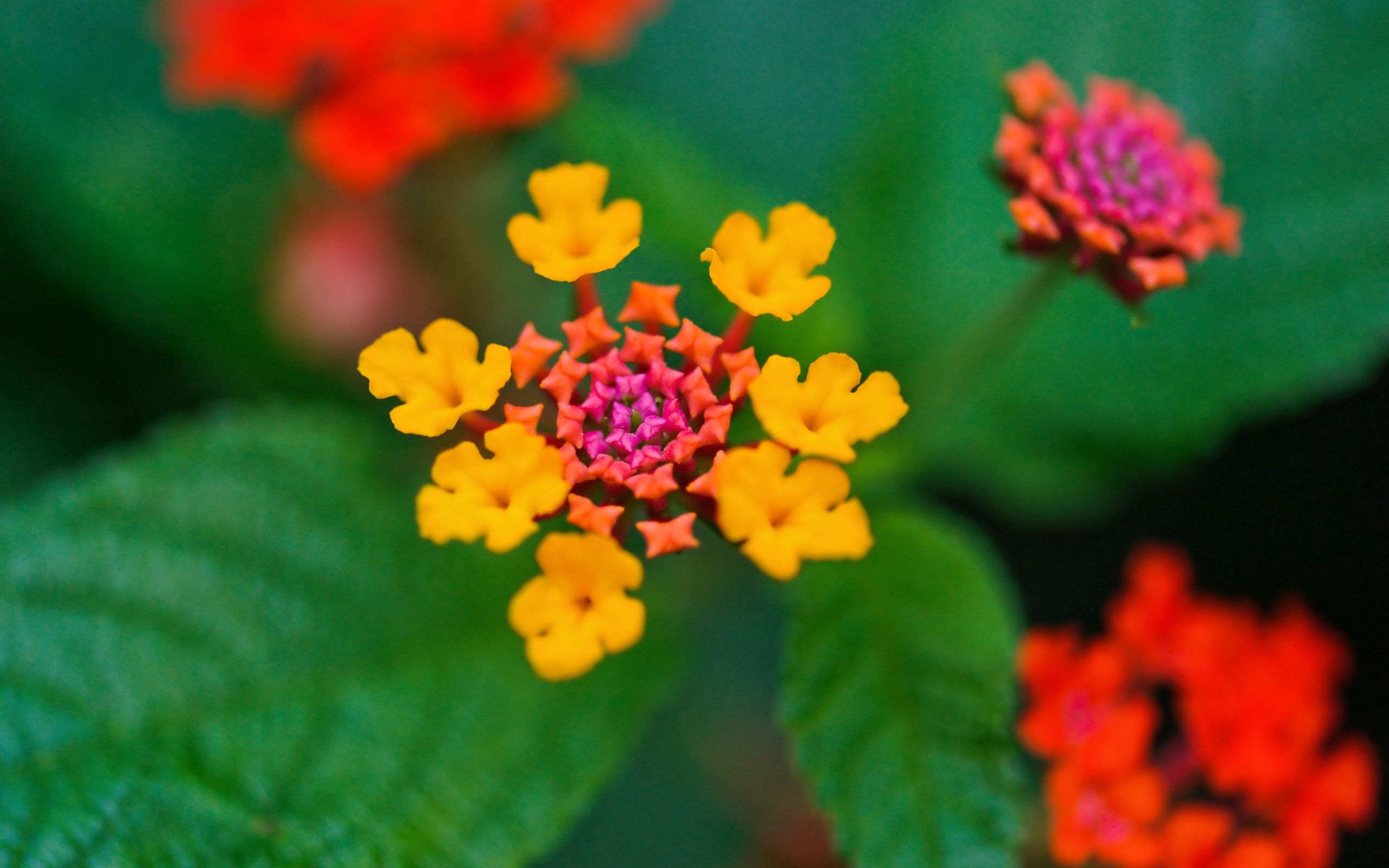 Laden Sie das Blätter, Pflanze, Makro, Blütenblätter, Blumen-Bild kostenlos auf Ihren PC-Desktop herunter