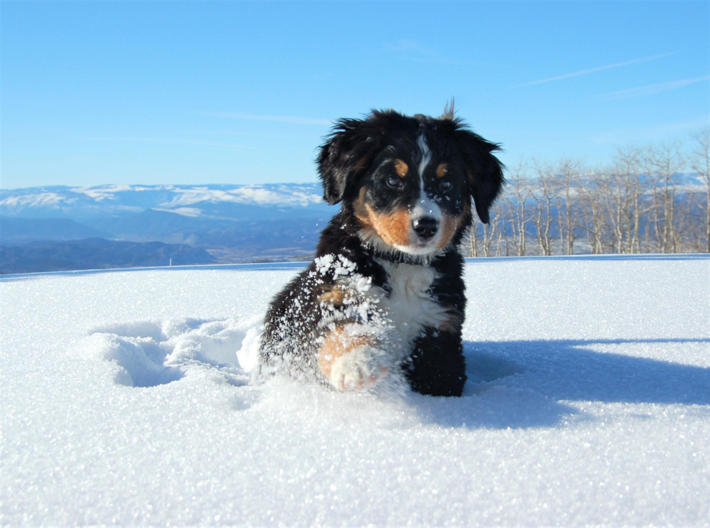 bernese mountain dog, winter, animal, baby animal, cute, dog, puppy, snow, dogs