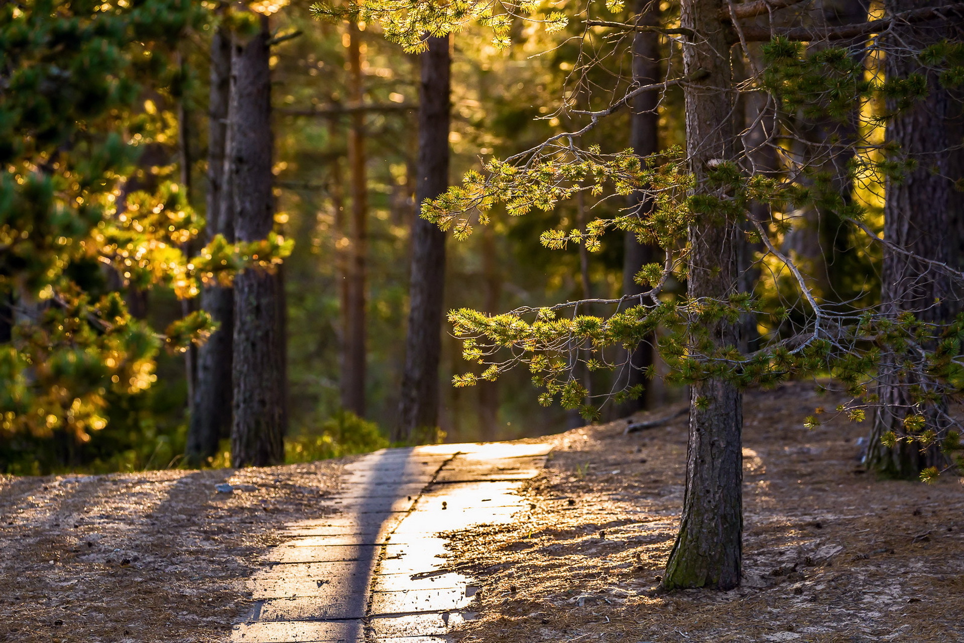 Handy-Wallpaper Natur, Wald, Pfad, Sonnig, Erde/natur kostenlos herunterladen.