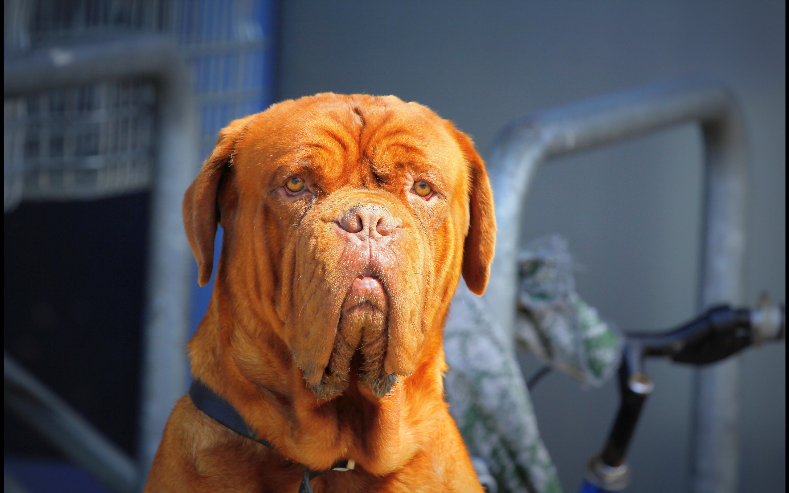 Baixar papel de parede para celular de Cães, Cão, Animais gratuito.