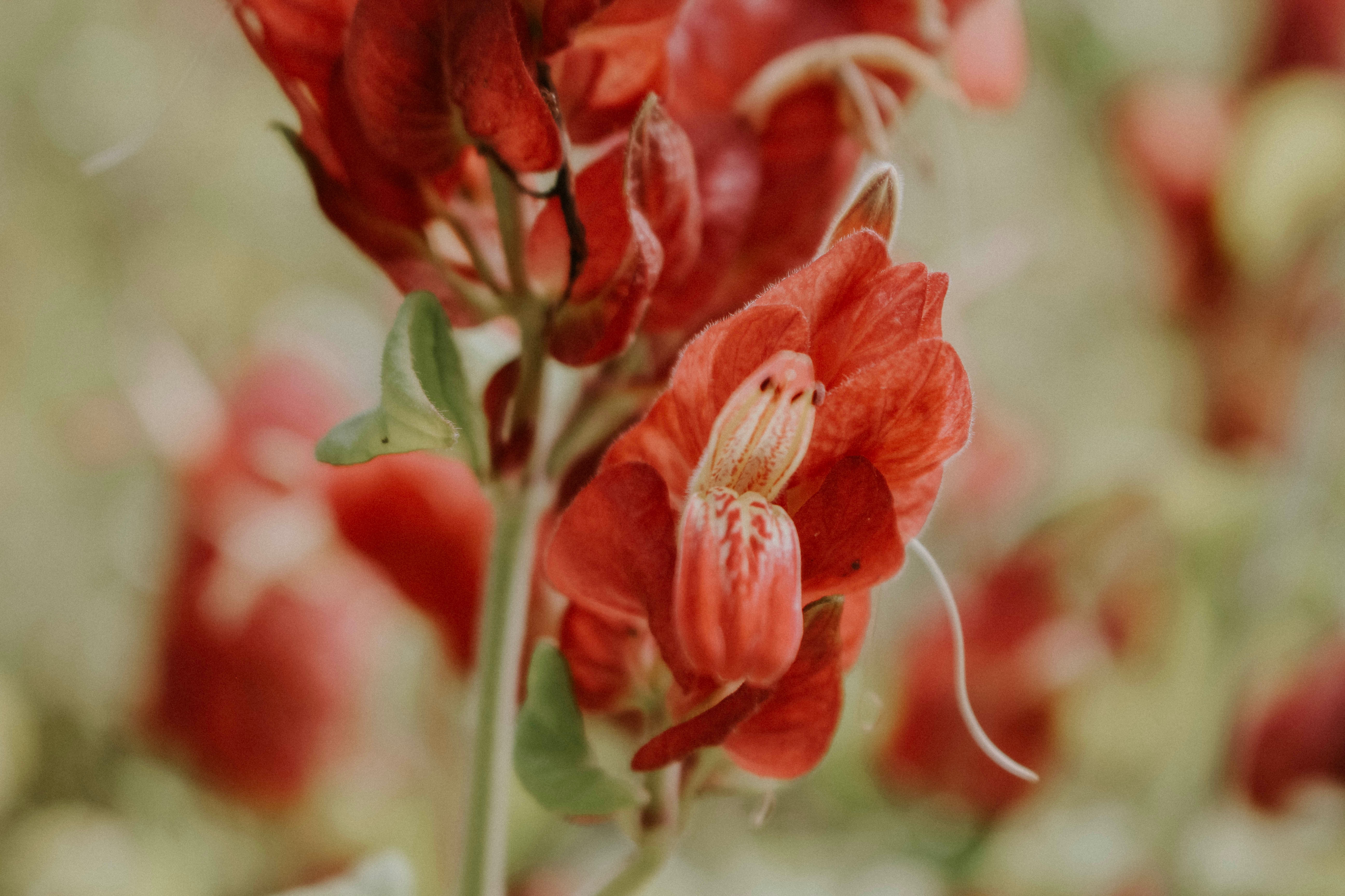 Laden Sie das Blumen, Pflanze, Nahaufnahme, Blume-Bild kostenlos auf Ihren PC-Desktop herunter