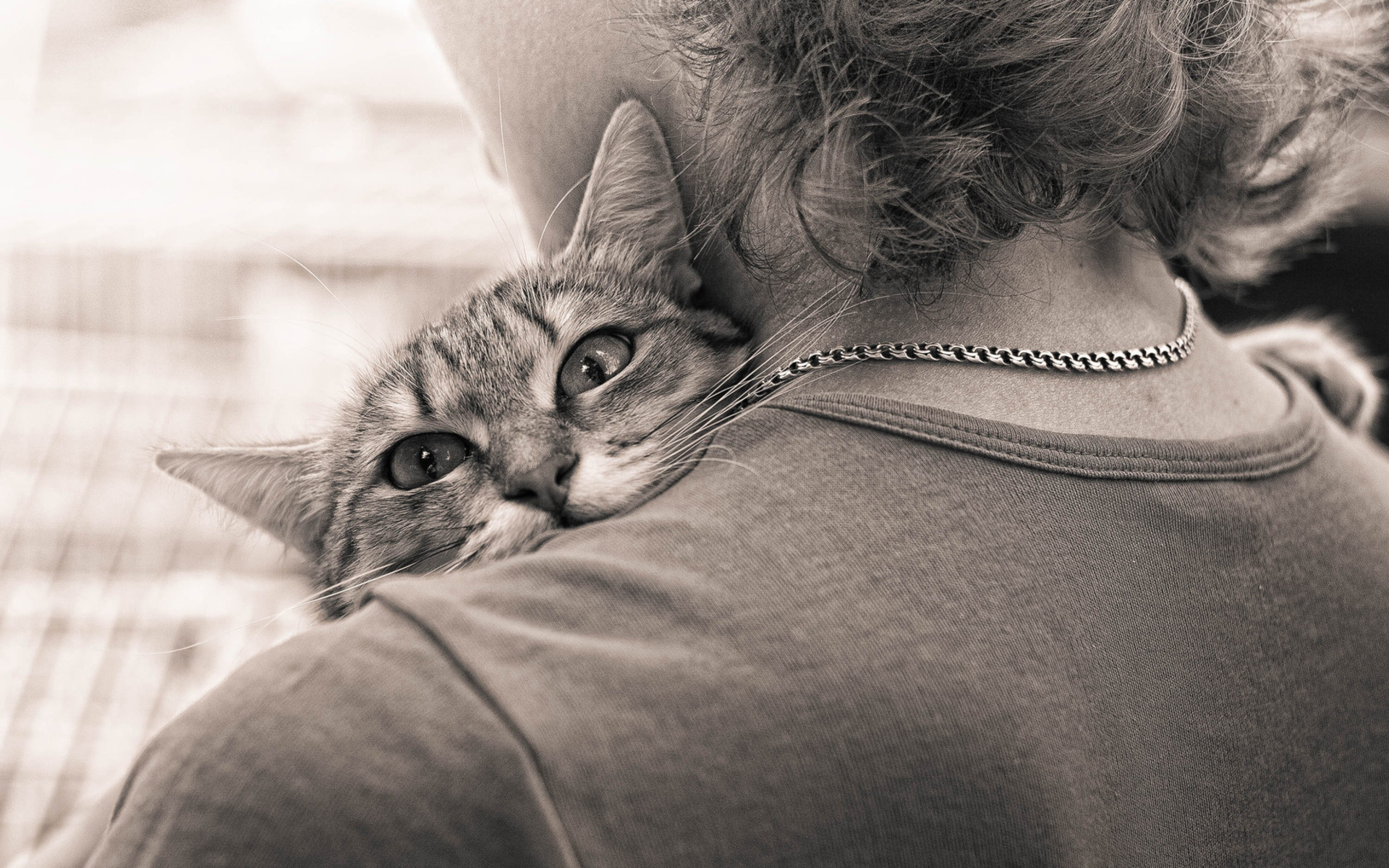 Baixar papel de parede para celular de Animais, Gatos, Gato gratuito.