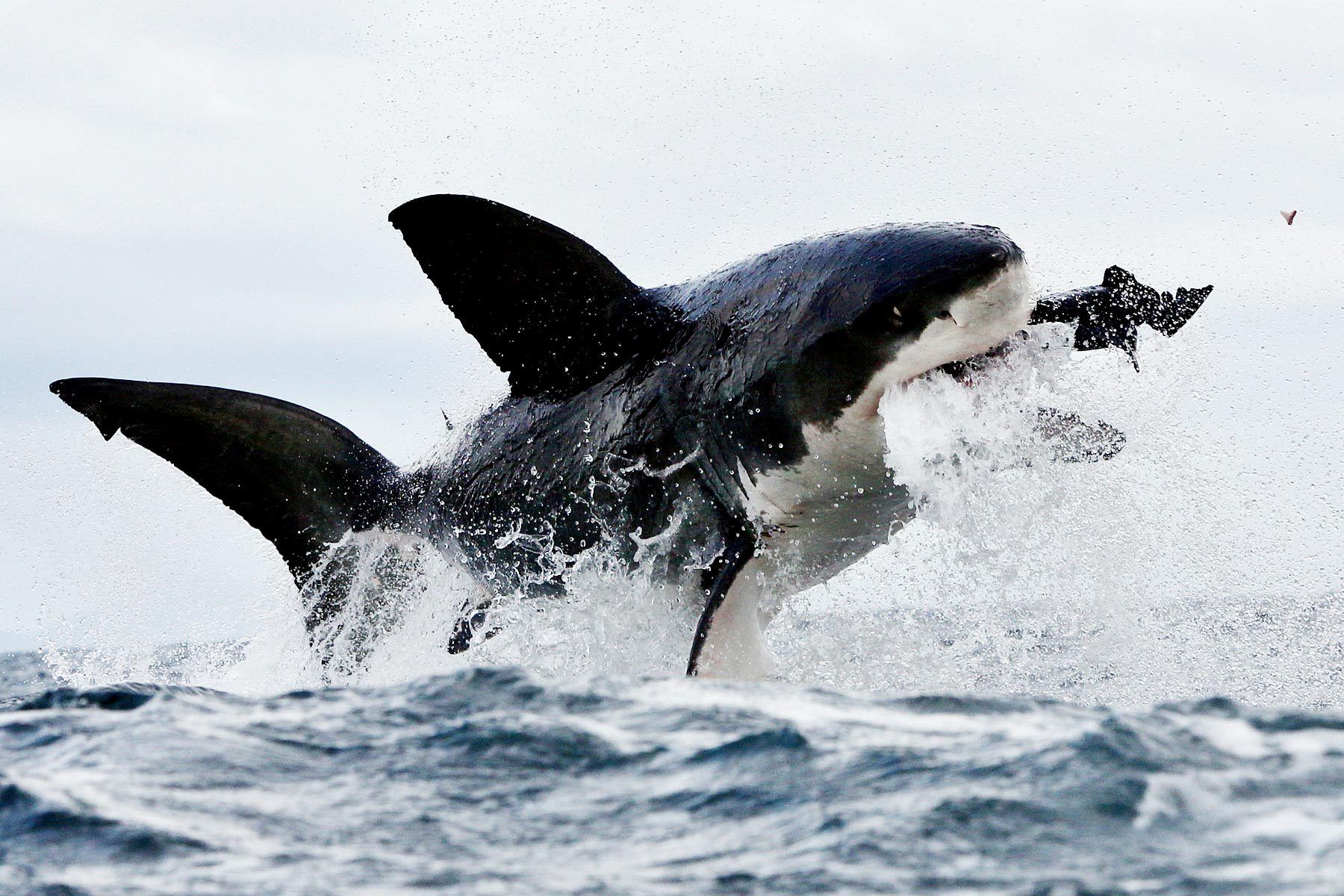 321555 скачать обои животные, большая белая акула, акула, акулы - заставки и картинки бесплатно