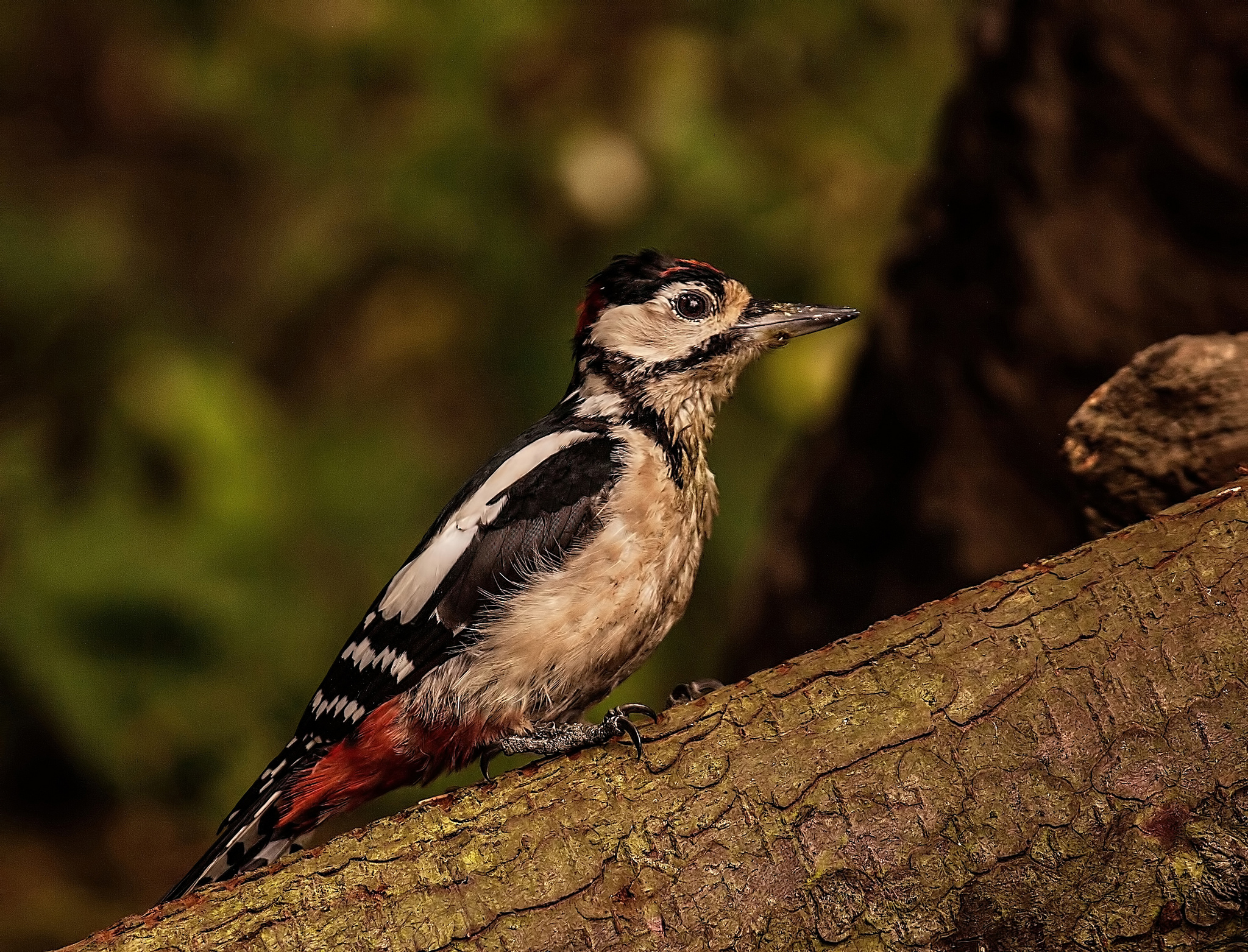 Laden Sie das Tiere, Vögel, Vogel-Bild kostenlos auf Ihren PC-Desktop herunter