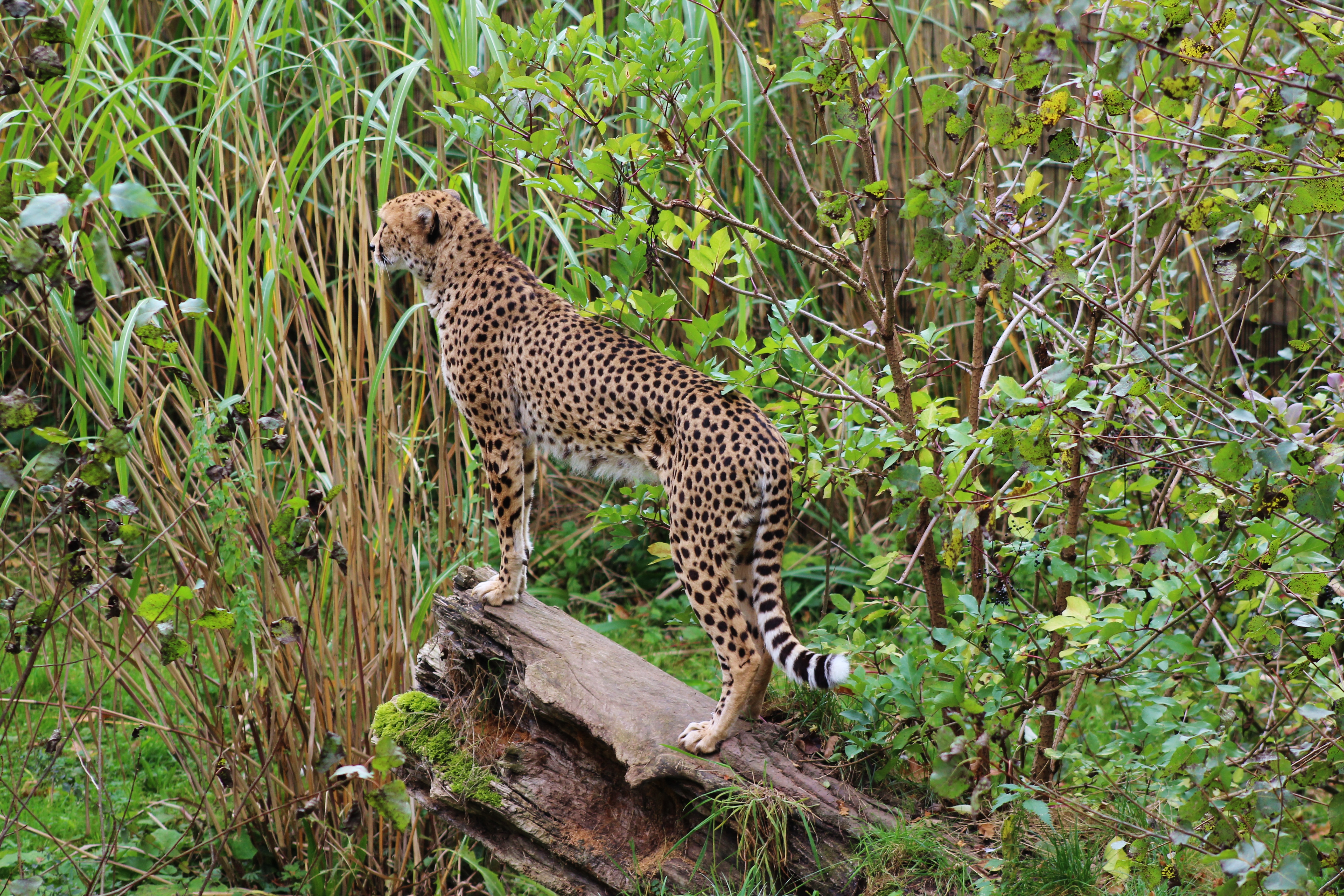 Download mobile wallpaper Predator, Animals, Spots, Big Cat, Leopard, Stains for free.