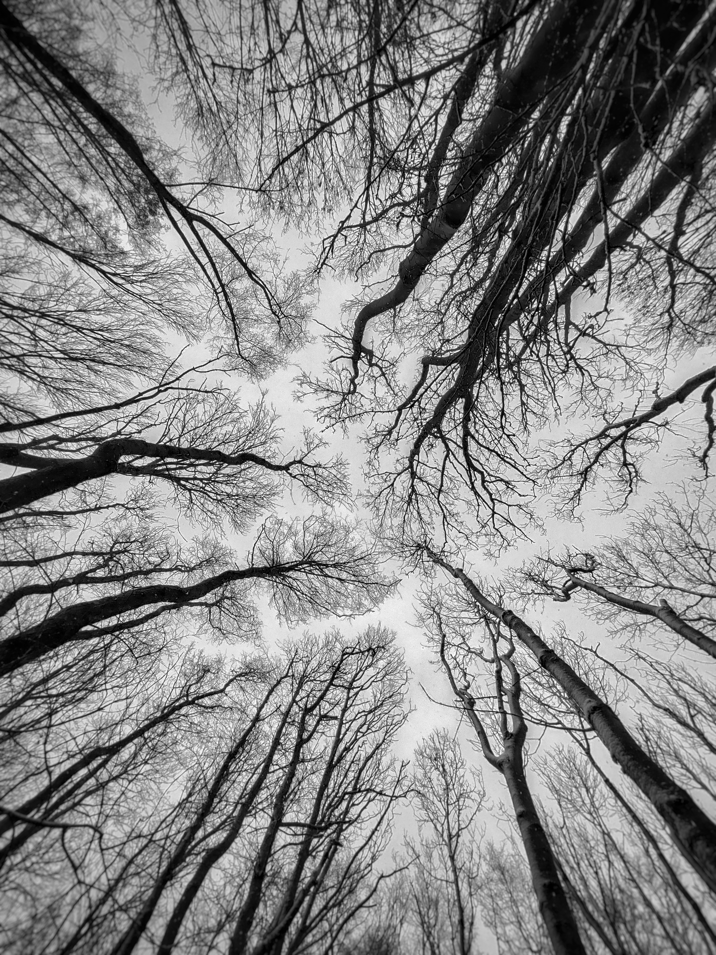 Free download wallpaper Trees, Bw, Chb, Sky, Nature on your PC desktop
