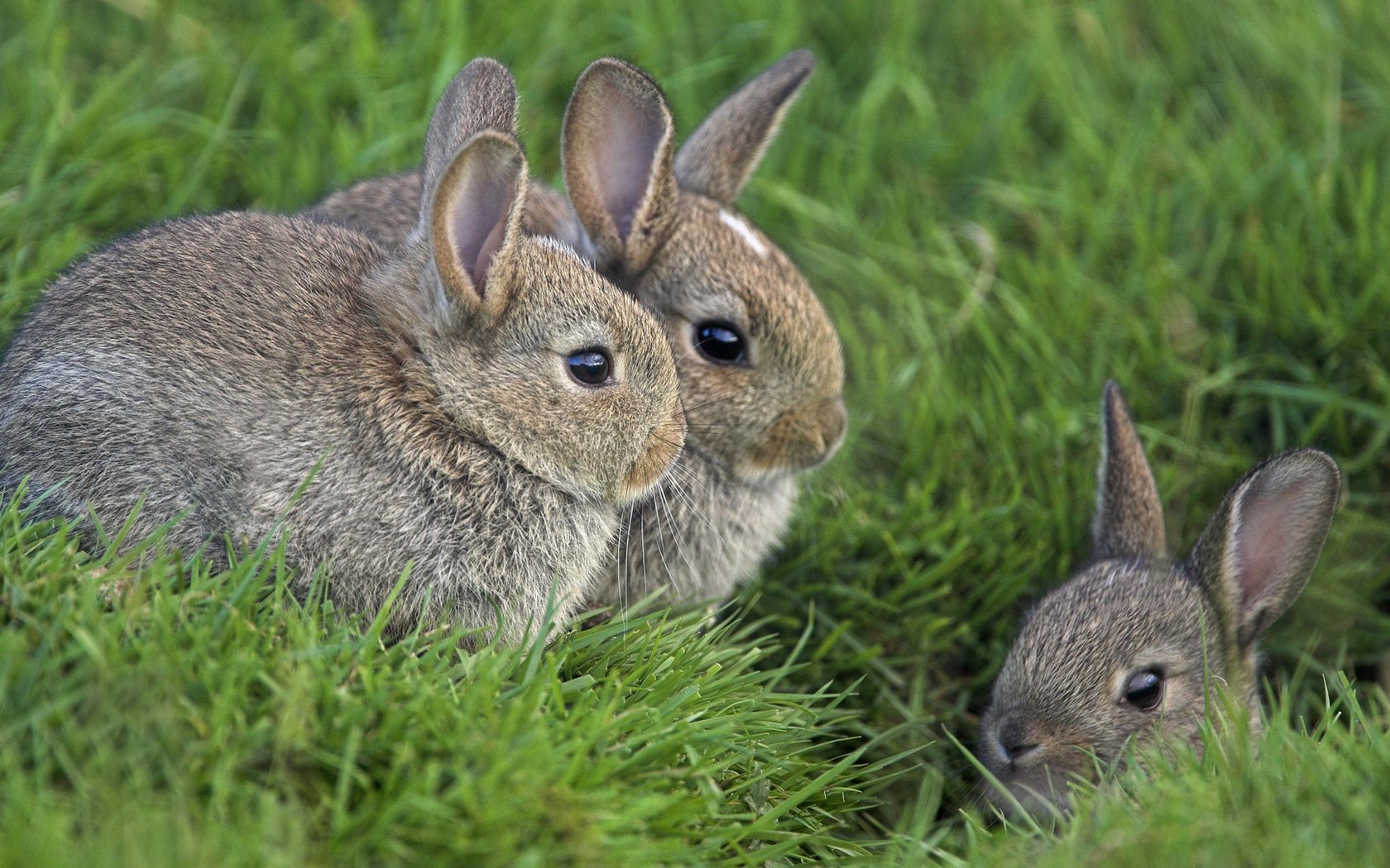 70439 скачать обои кролики, прятаться, сидеть, животные, трава, страх, маскировка, три - заставки и картинки бесплатно