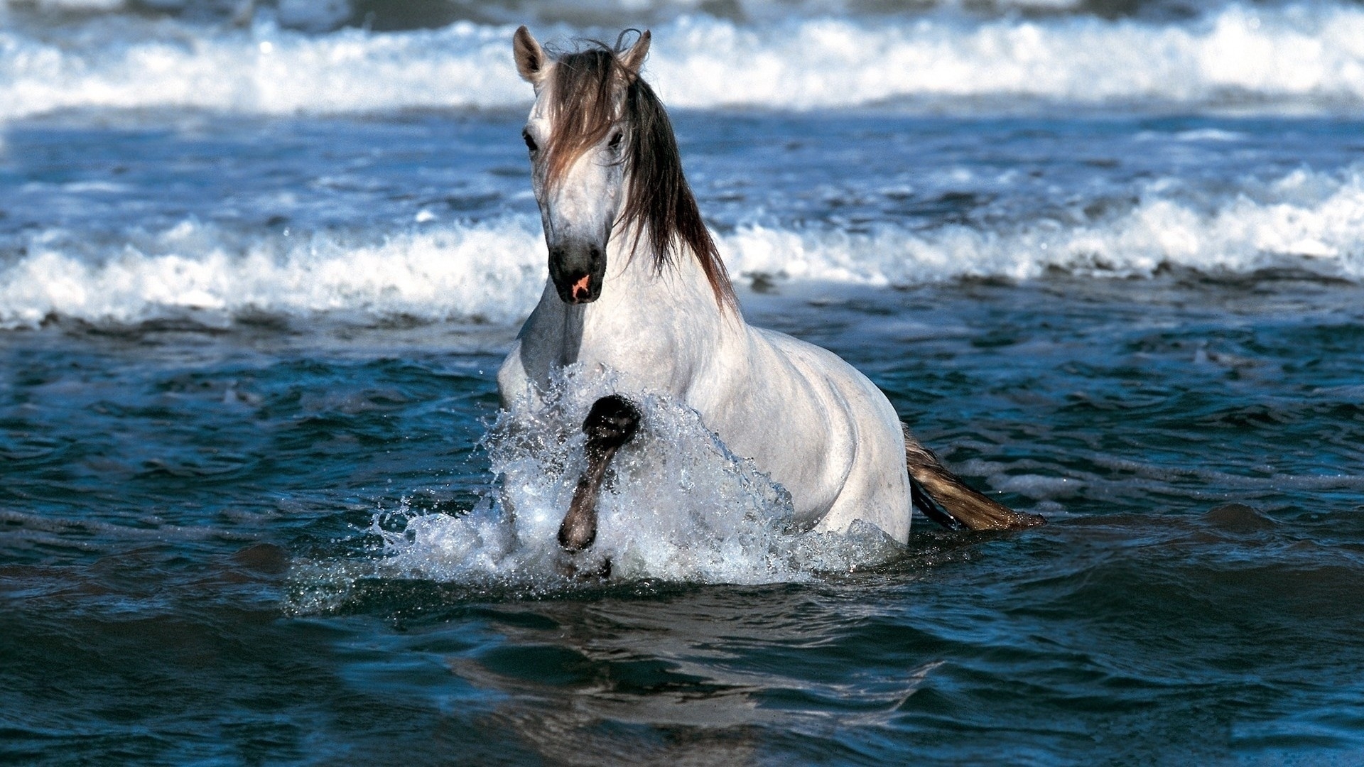 32483 Bild herunterladen pferde, tiere - Hintergrundbilder und Bildschirmschoner kostenlos