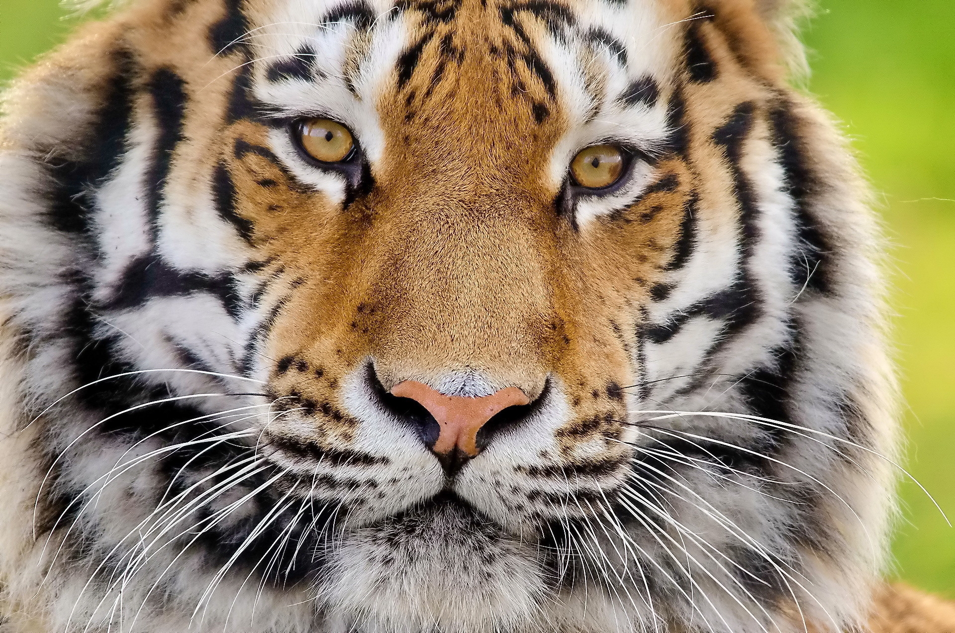 Download mobile wallpaper Muzzle, Predator, Fluffy, Animals, Tiger for free.