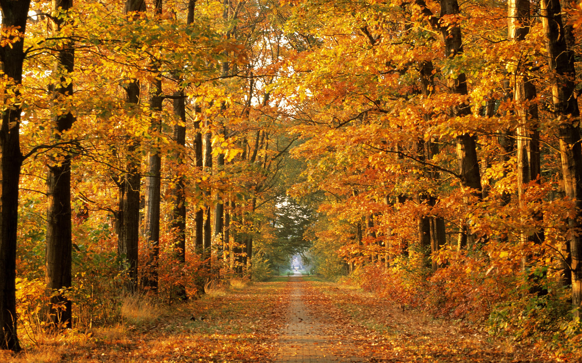 Laden Sie das Herbst, Pfad, Erde/natur-Bild kostenlos auf Ihren PC-Desktop herunter