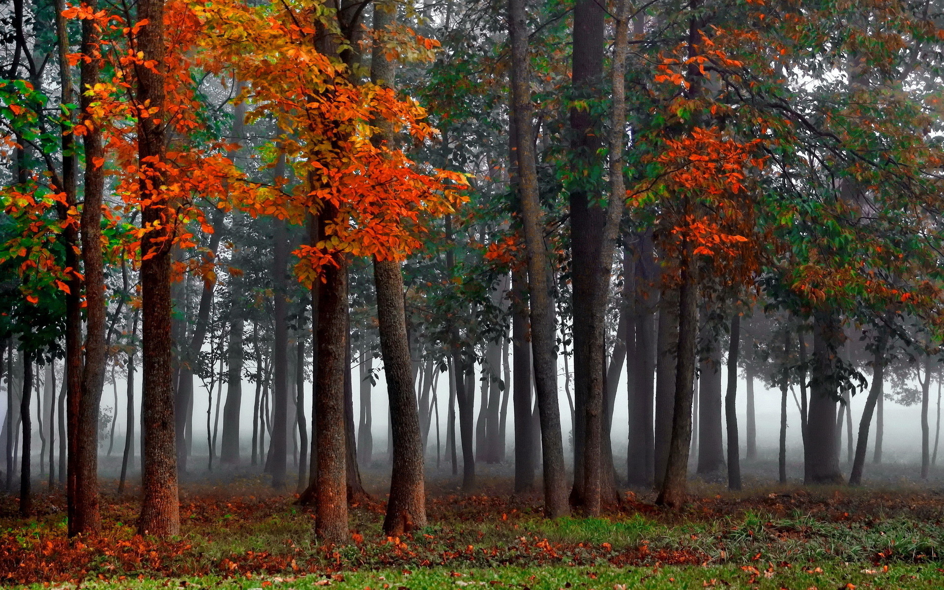 Handy-Wallpaper Wald, Erde/natur kostenlos herunterladen.