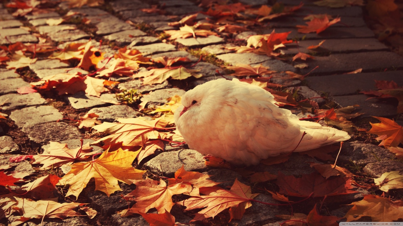 Download mobile wallpaper Animal, Dove for free.