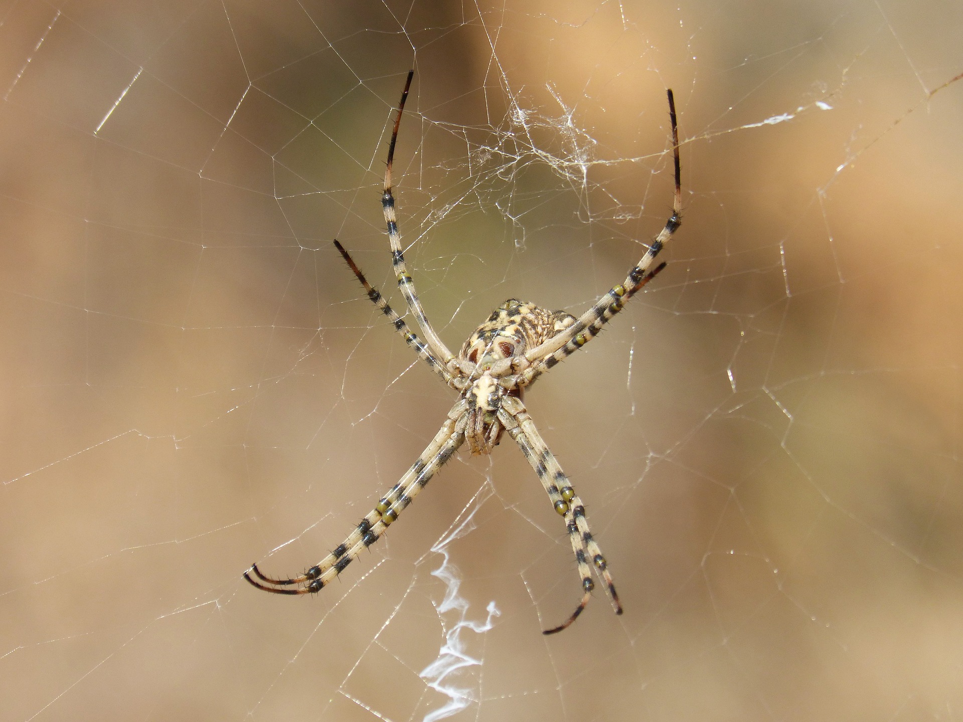 Download mobile wallpaper Spiders, Close Up, Animal, Spider, Arachnid, Spider Web for free.