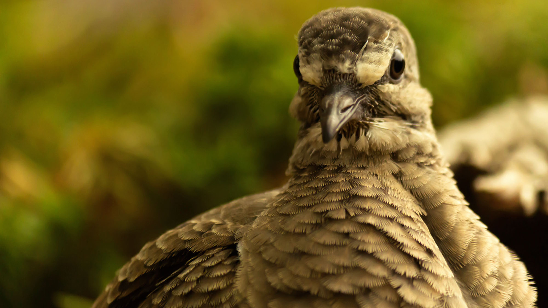 Baixar papel de parede para celular de Pássaro, Aves, Animais gratuito.