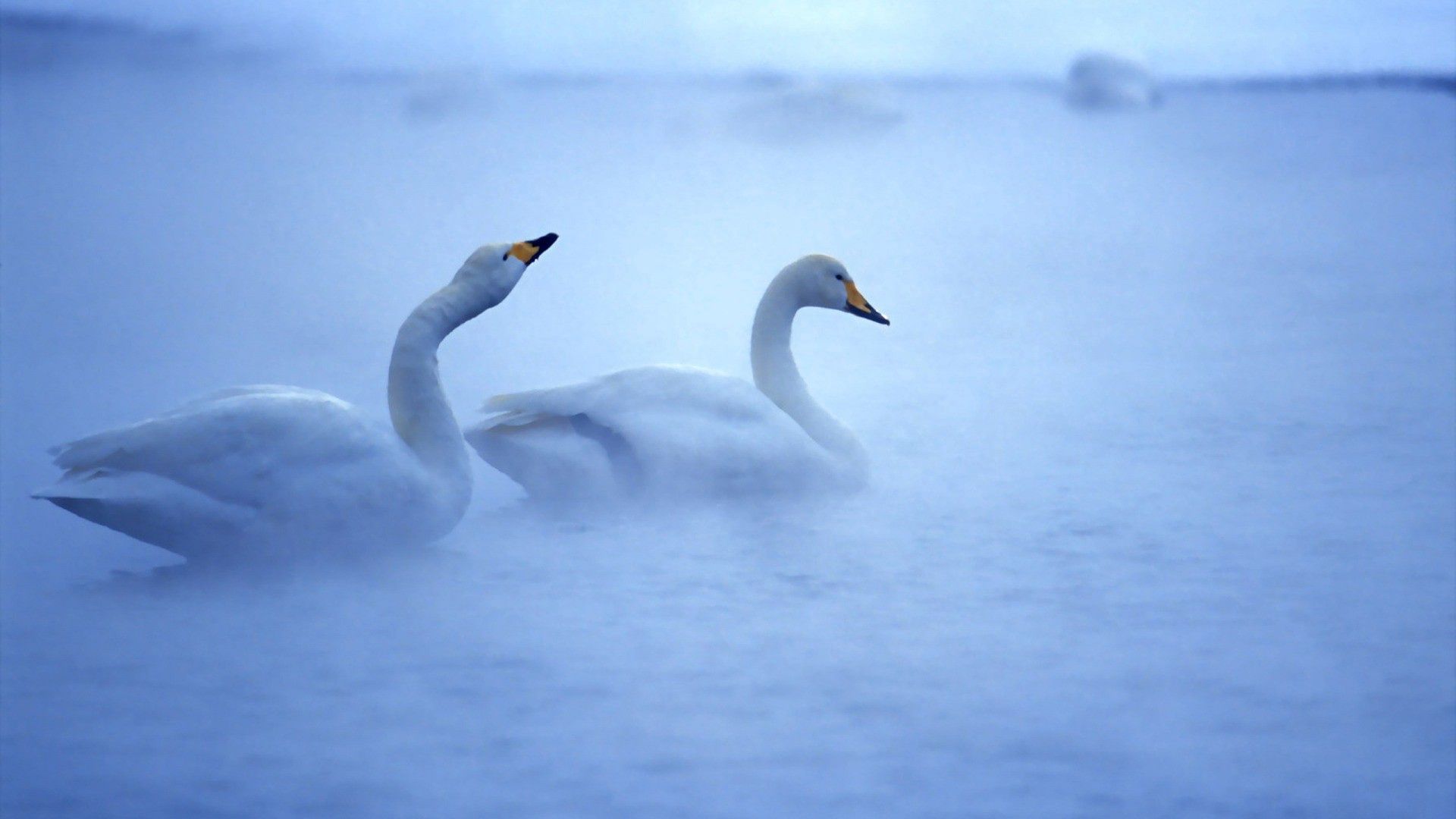 animals, birds, swans, lake, couple, pair, fog, care